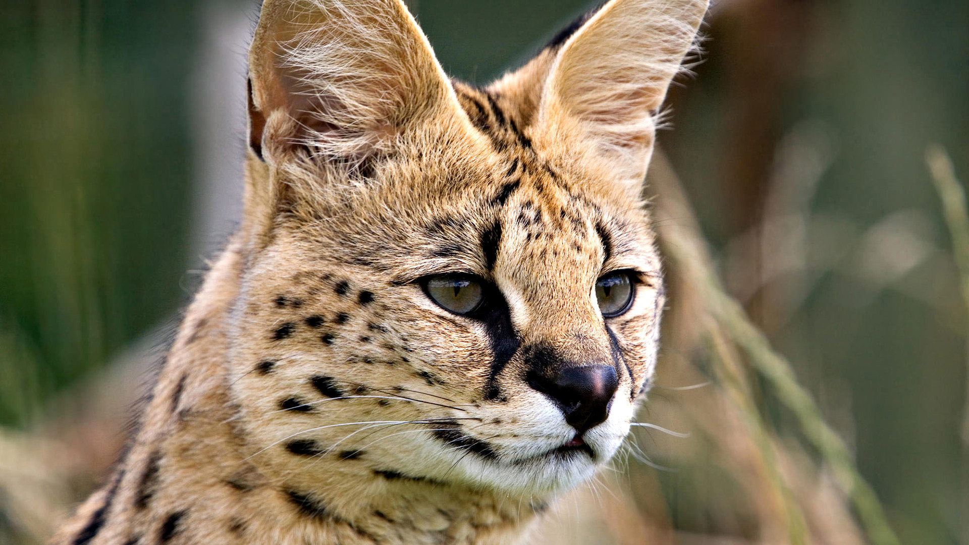 кошек, кошки, самых