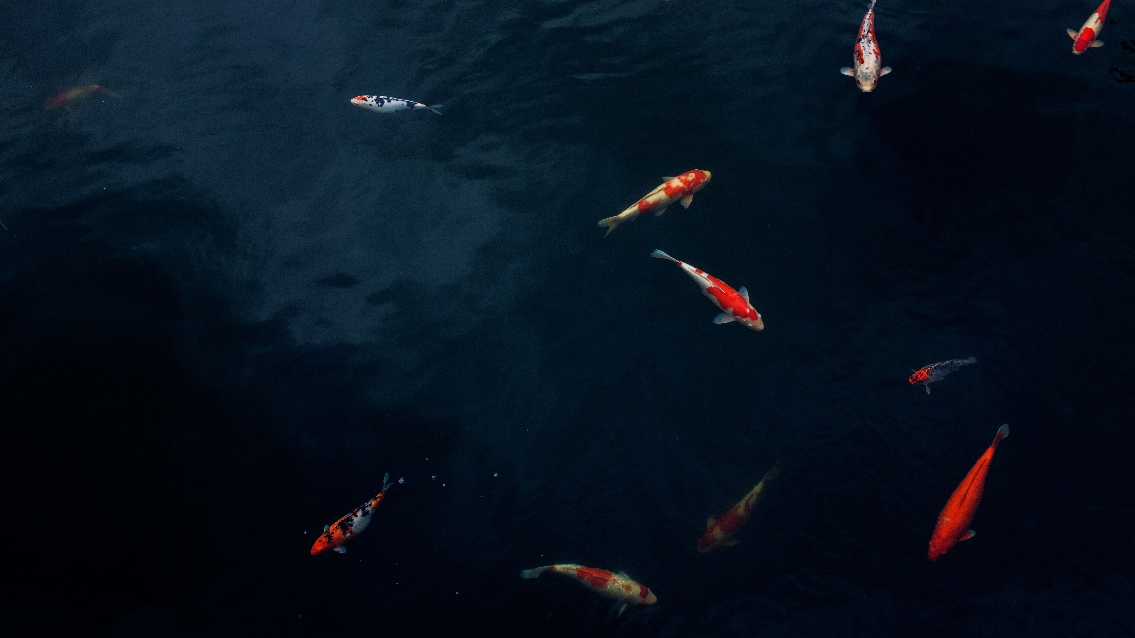 fish, animal