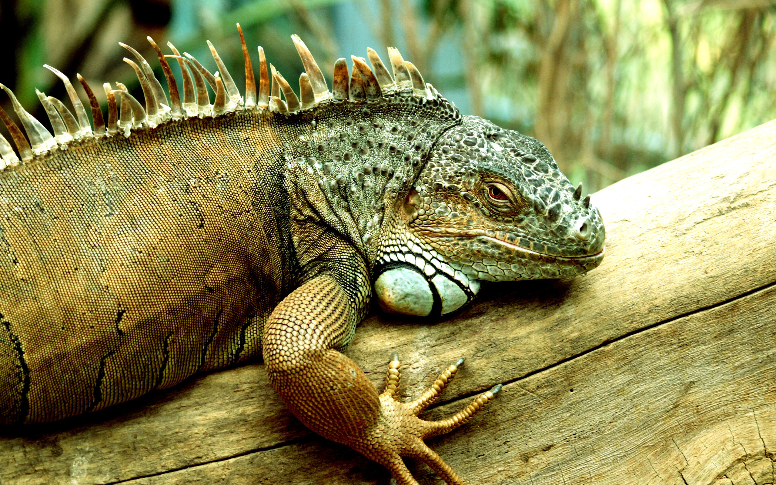 iguana