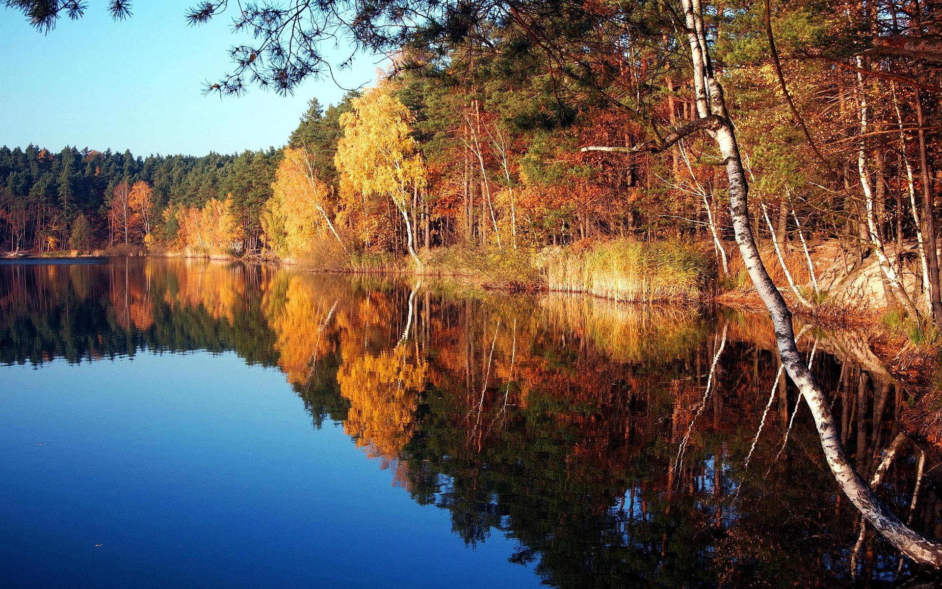 цвет, поландия, турава