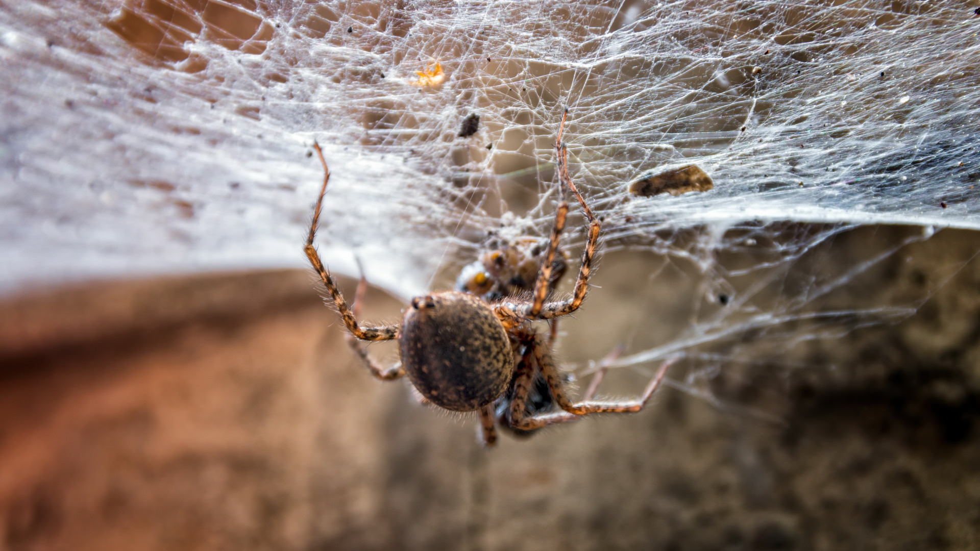 web, паук, природа