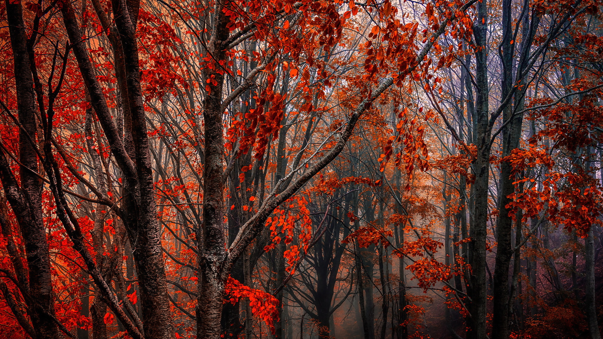 лес осень листья красные скачать