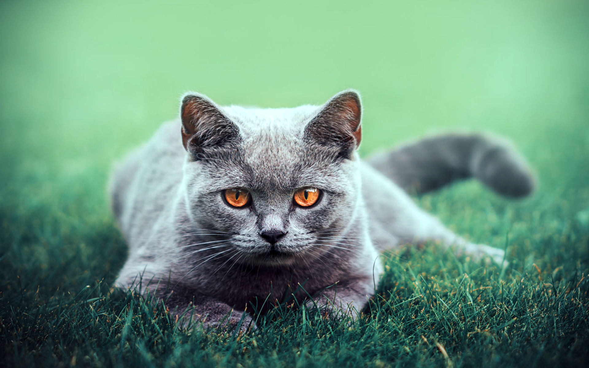 Кошка русская голубая трава скачать