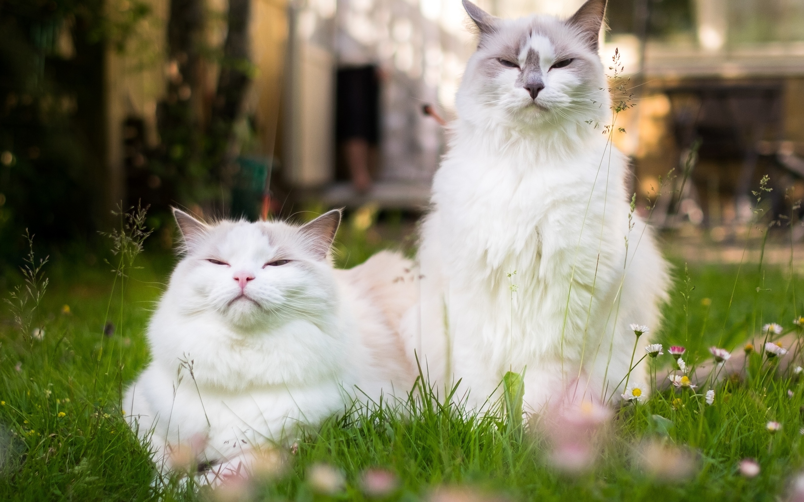 кошки, кот, пара