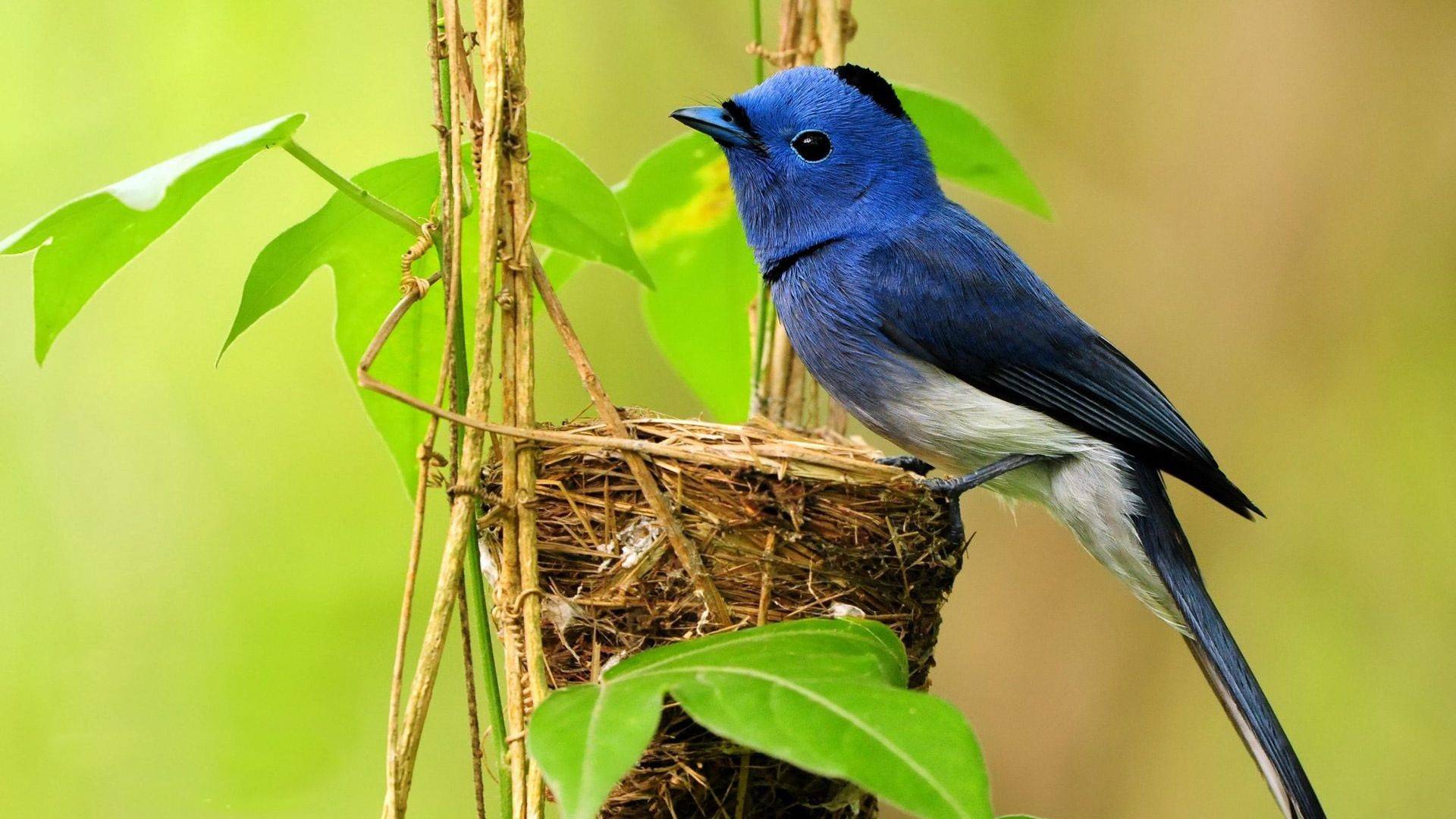 сосиски, гнездо