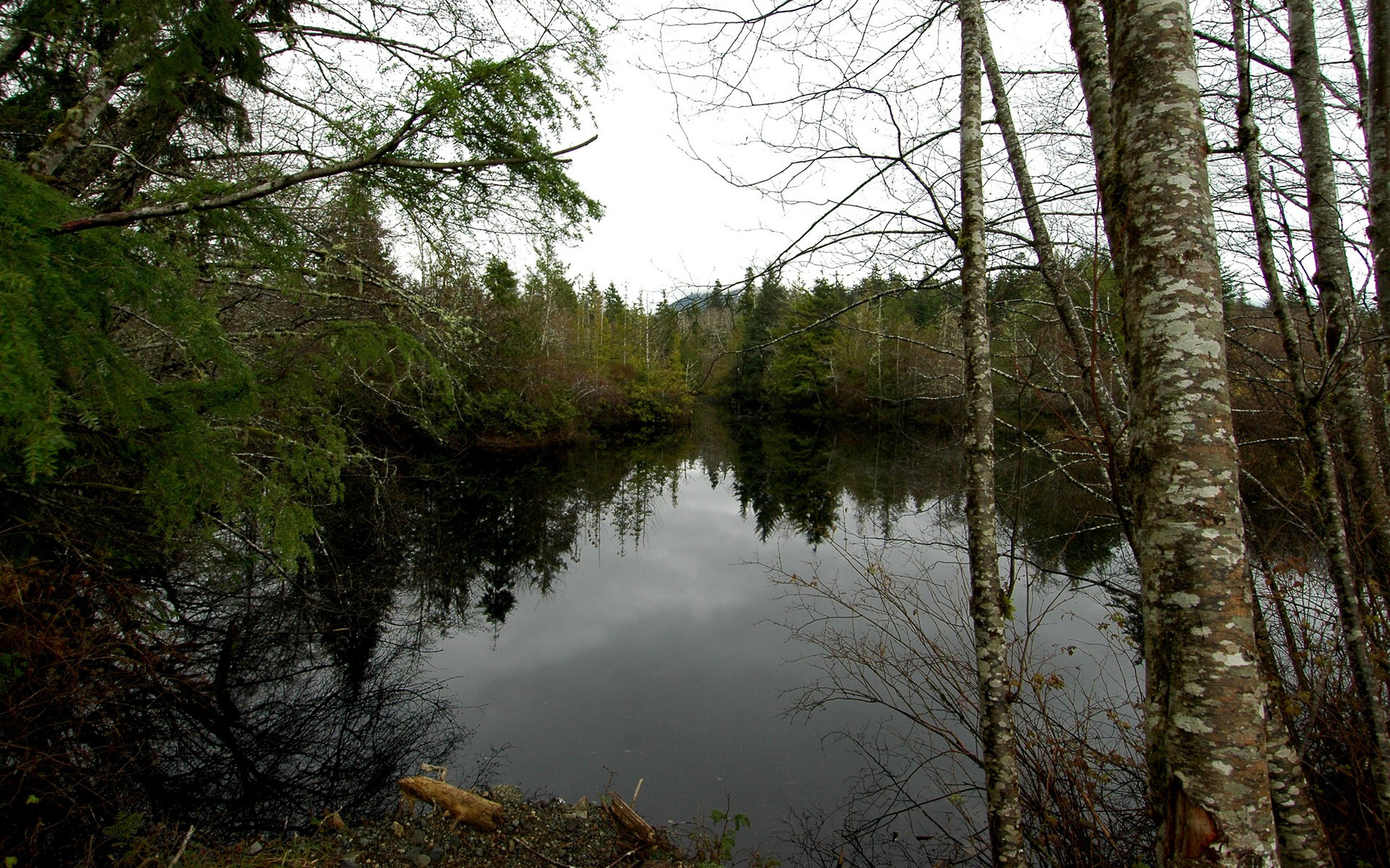 лес, восхождение No 12849