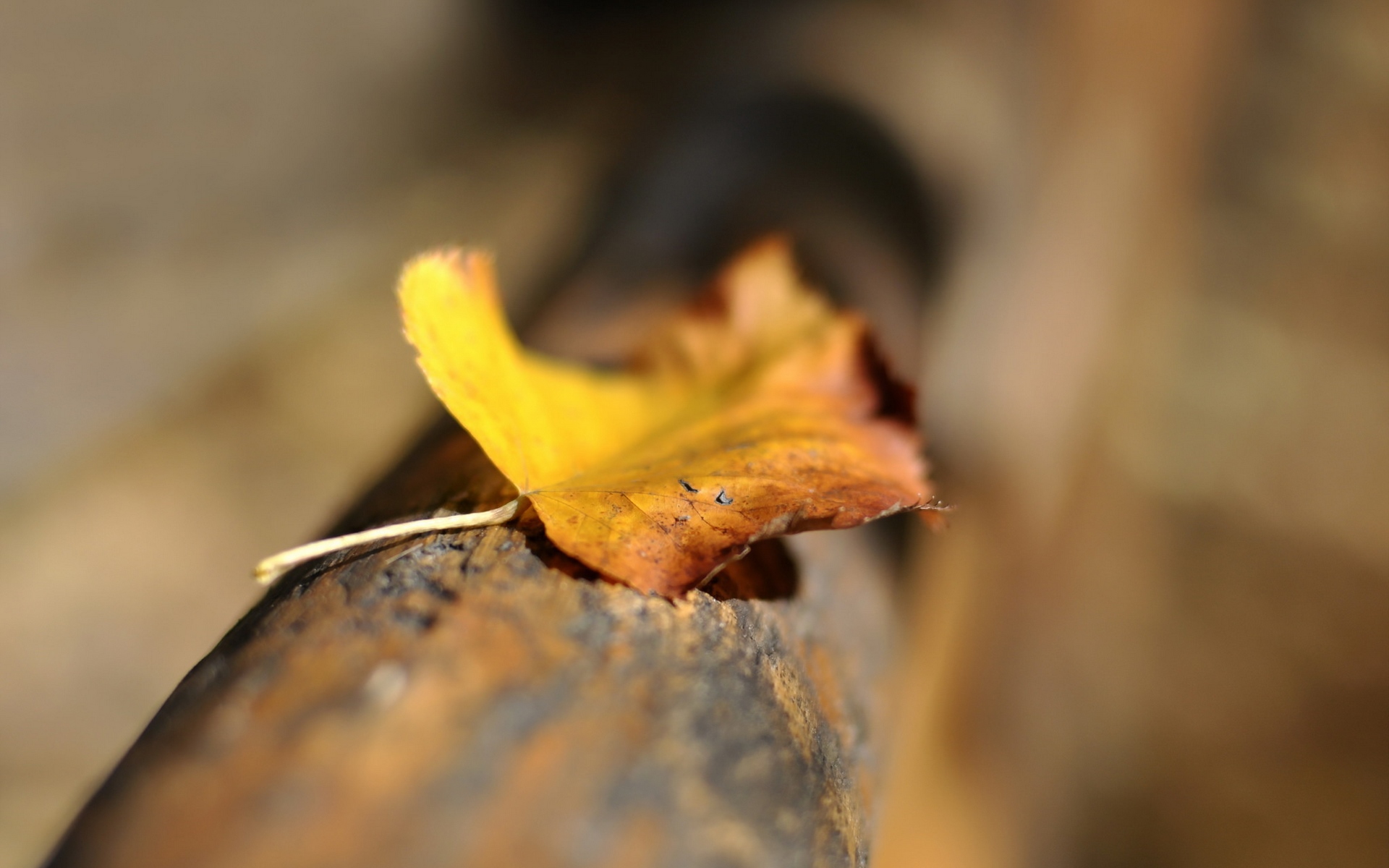 leaf, nissan