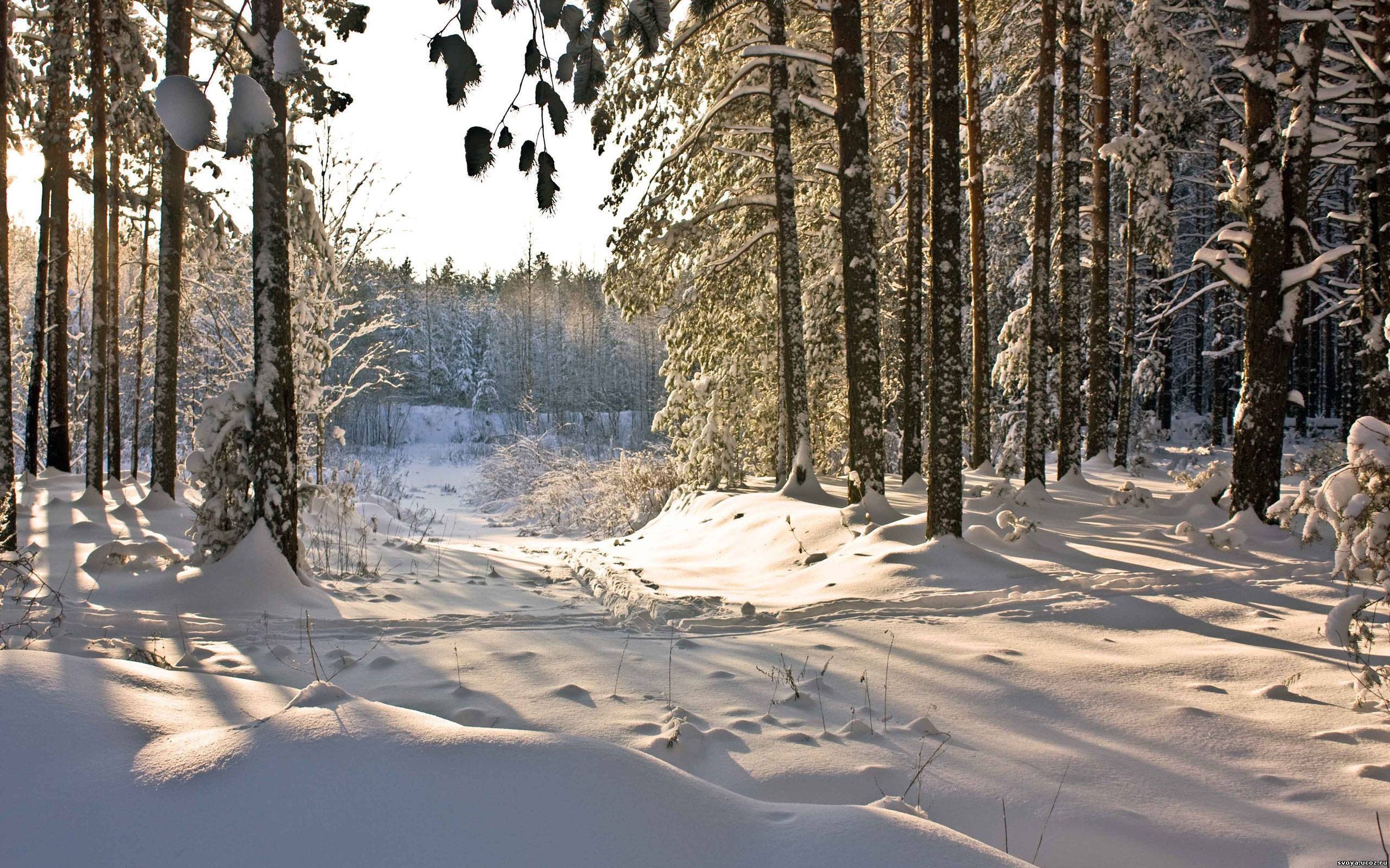 зима, лес