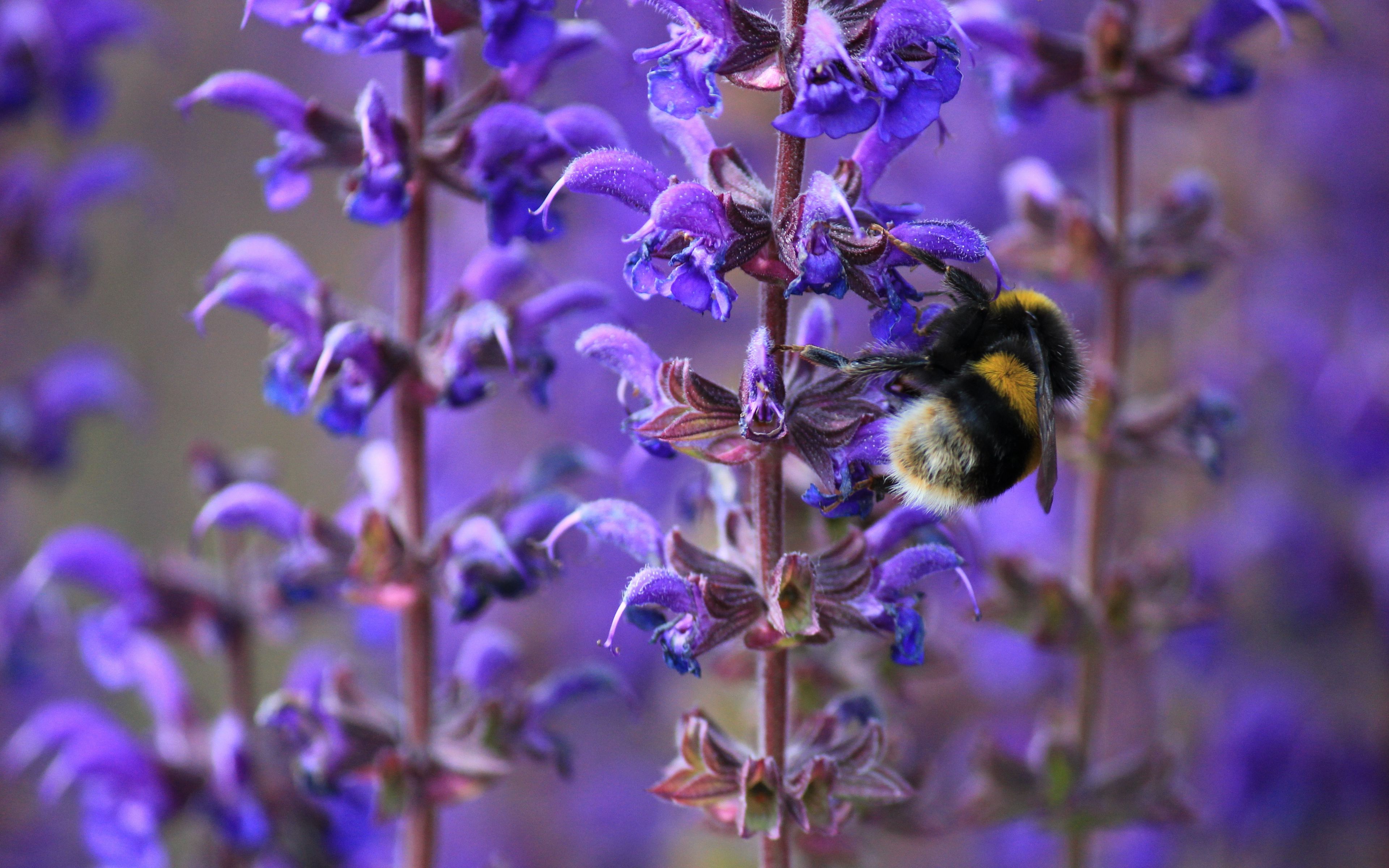 bumblebee, цветы, makryi