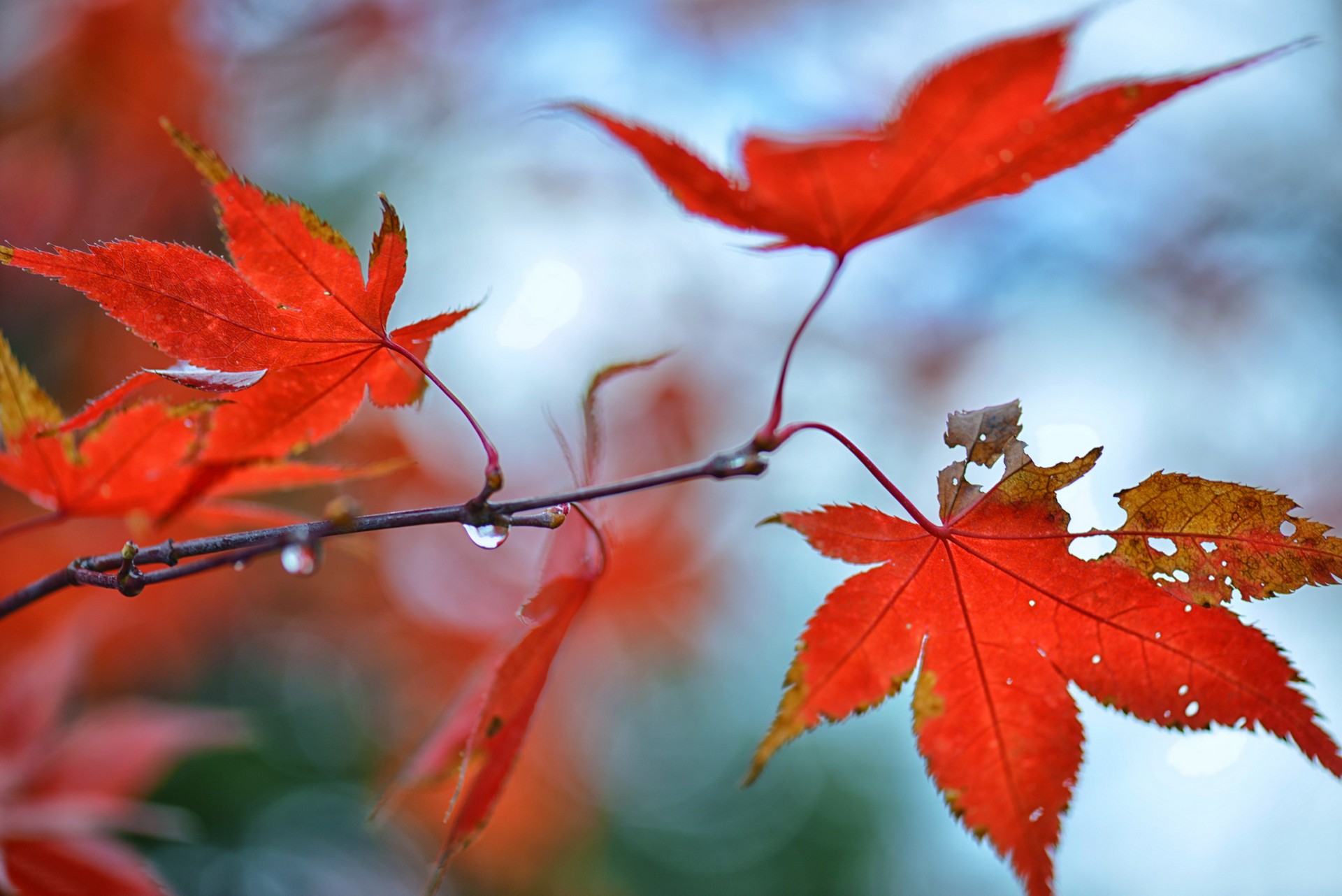 leaf, water, red