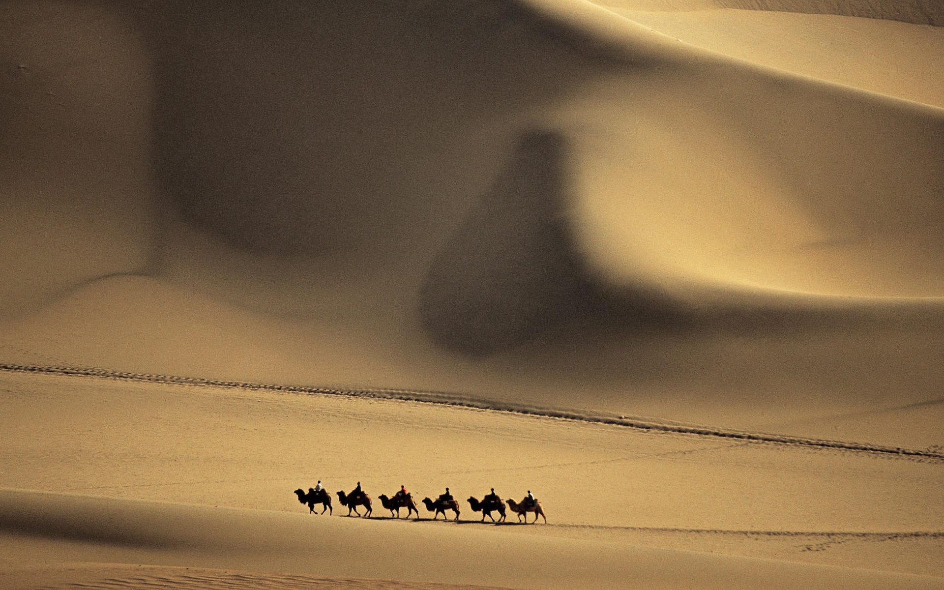 верблюды пустыня закат загрузить