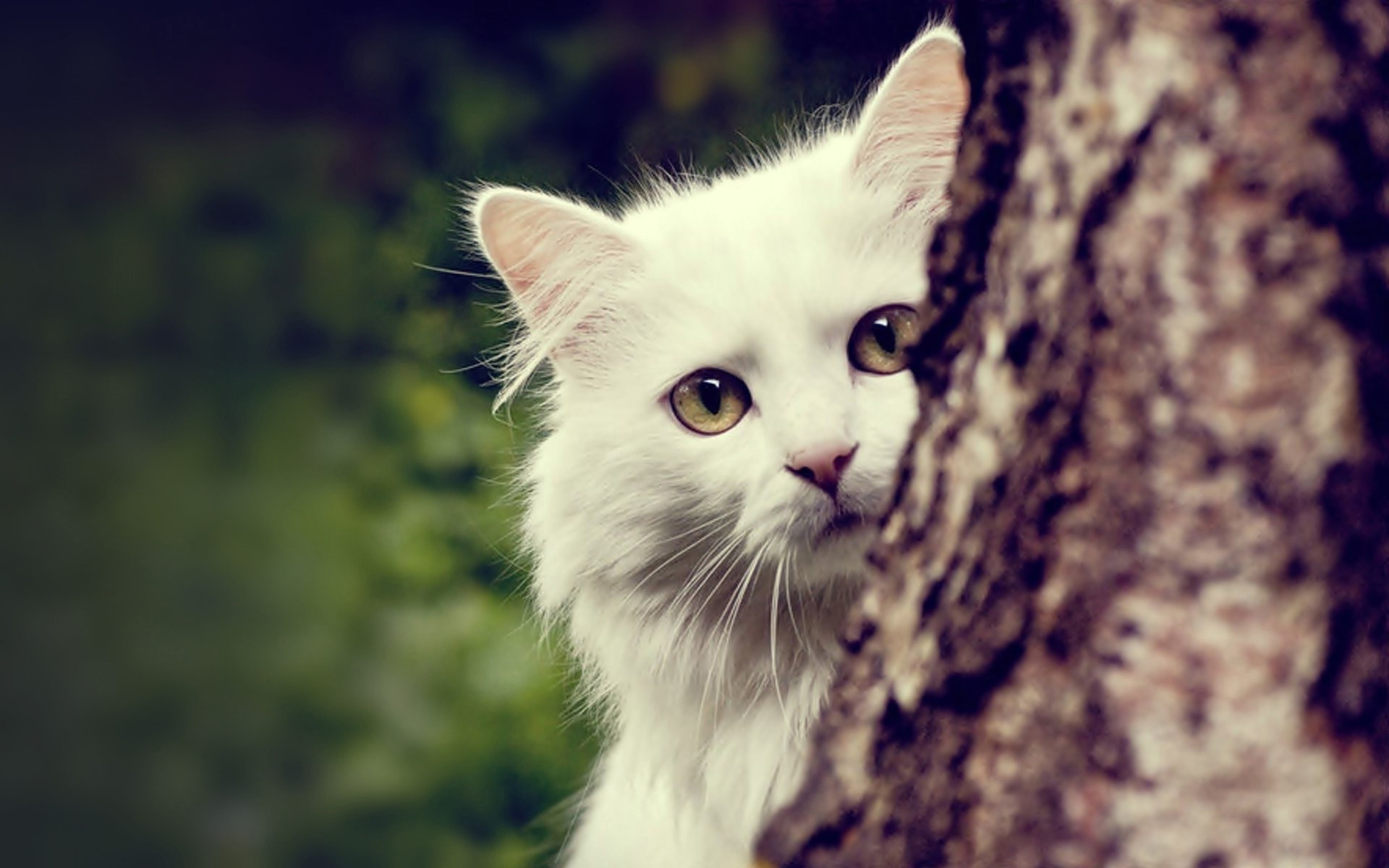 кошки, экран, белый