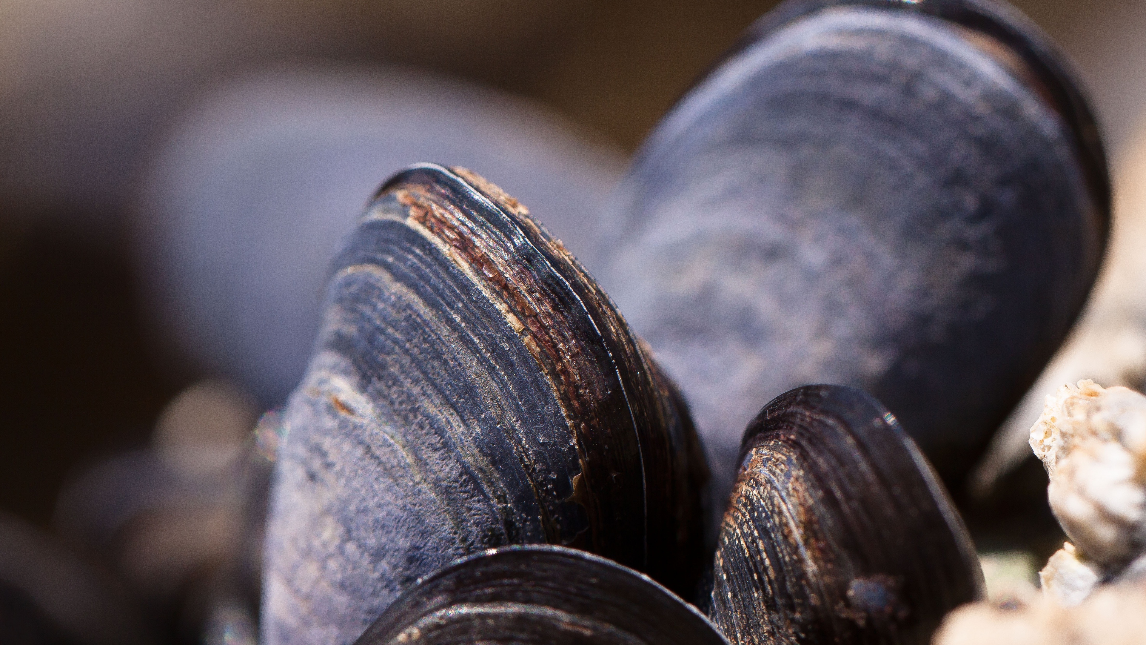 ракушки, free, mussels