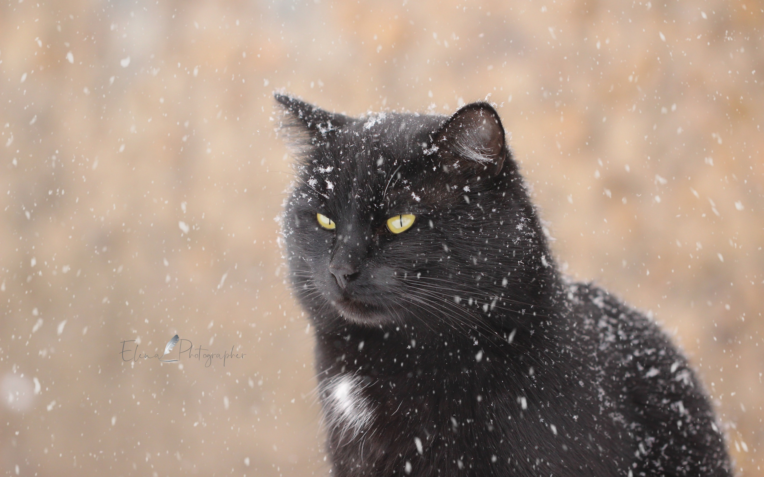кот, снег, winter