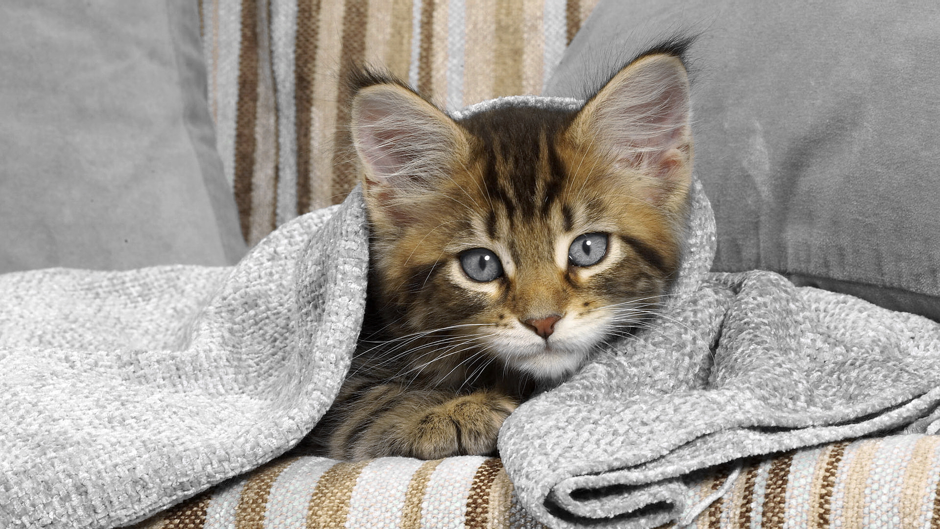 котенок, рассеянный