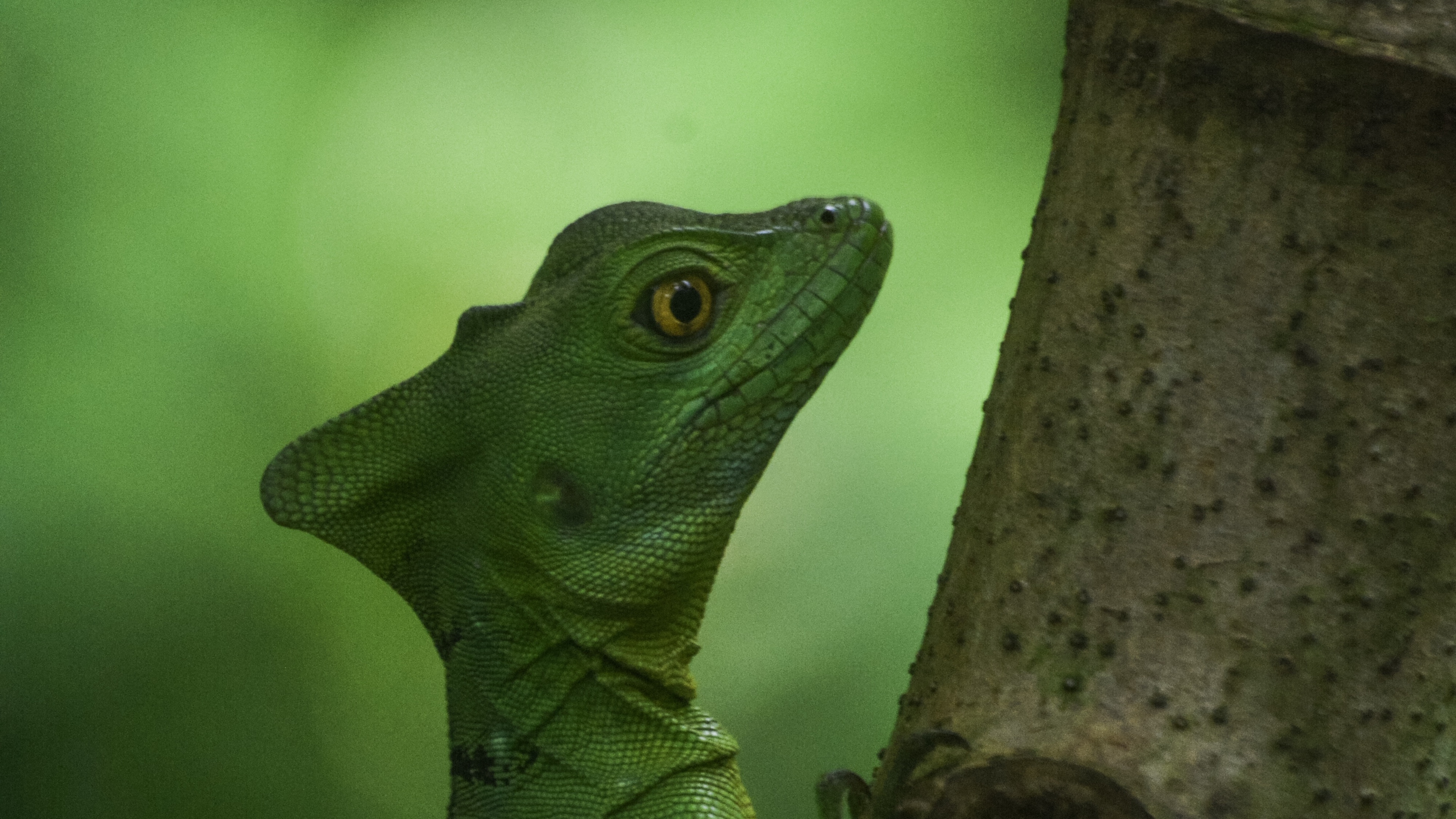 ipad, i gotr, iguana