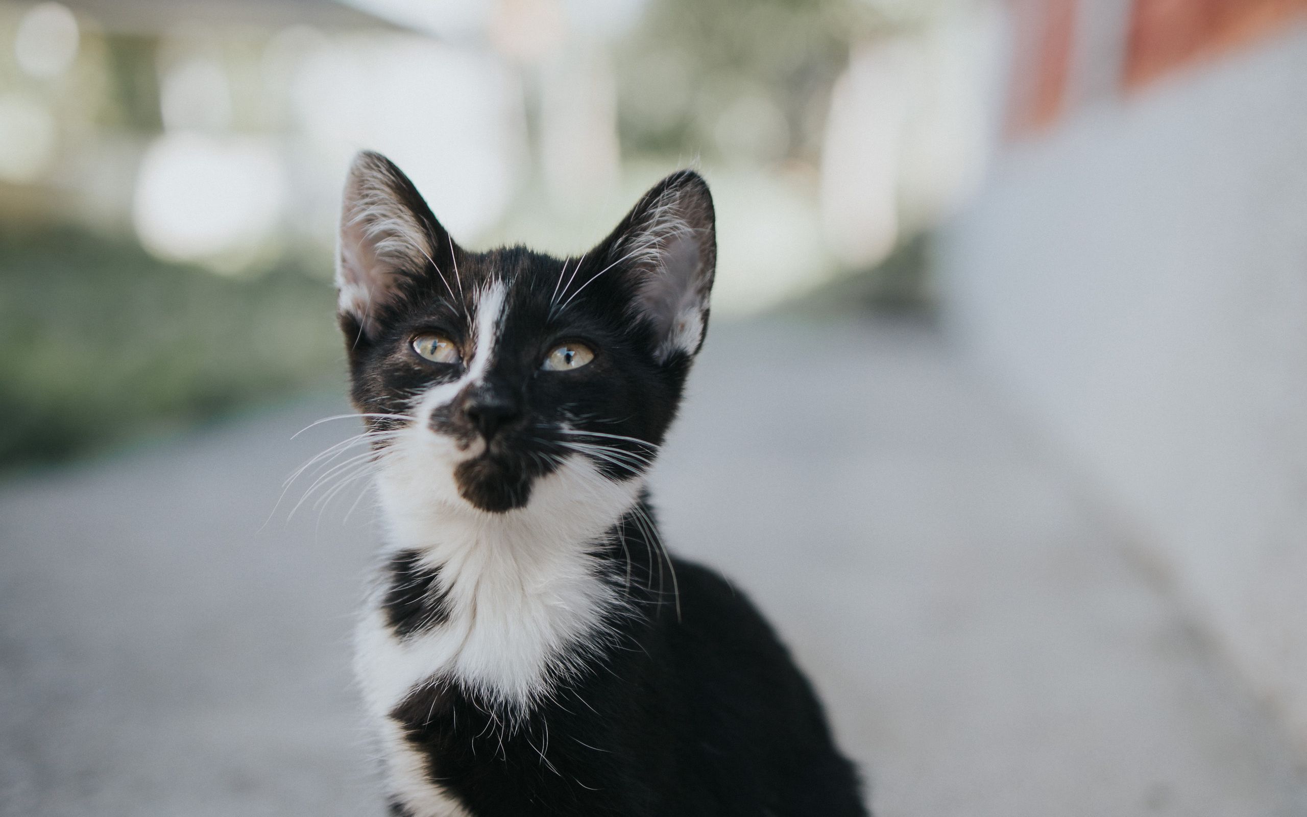живо, котенок