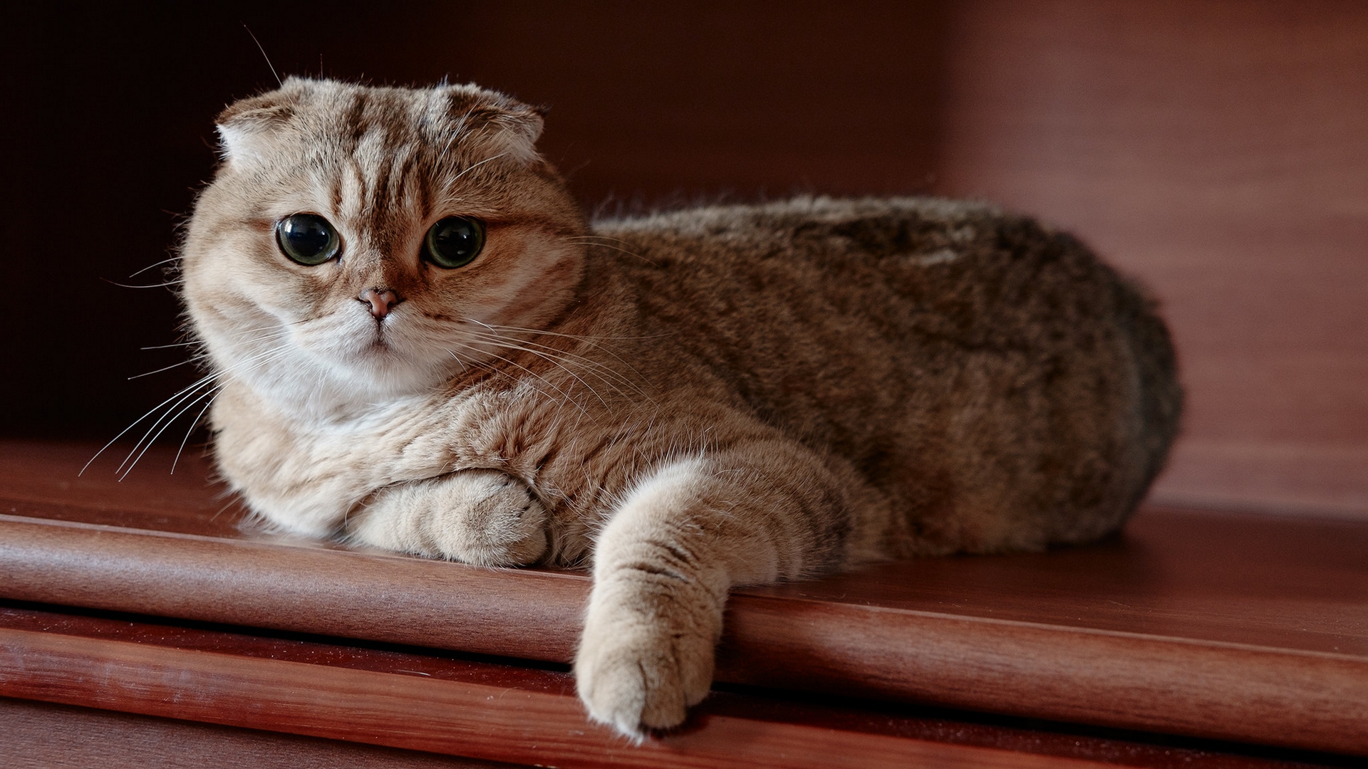 скотланд, рогоносец