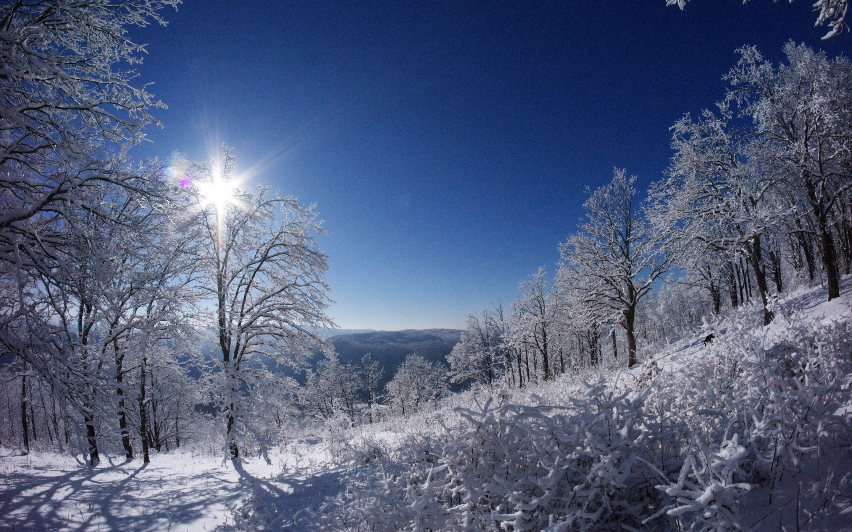 wald, schnee, sonne
