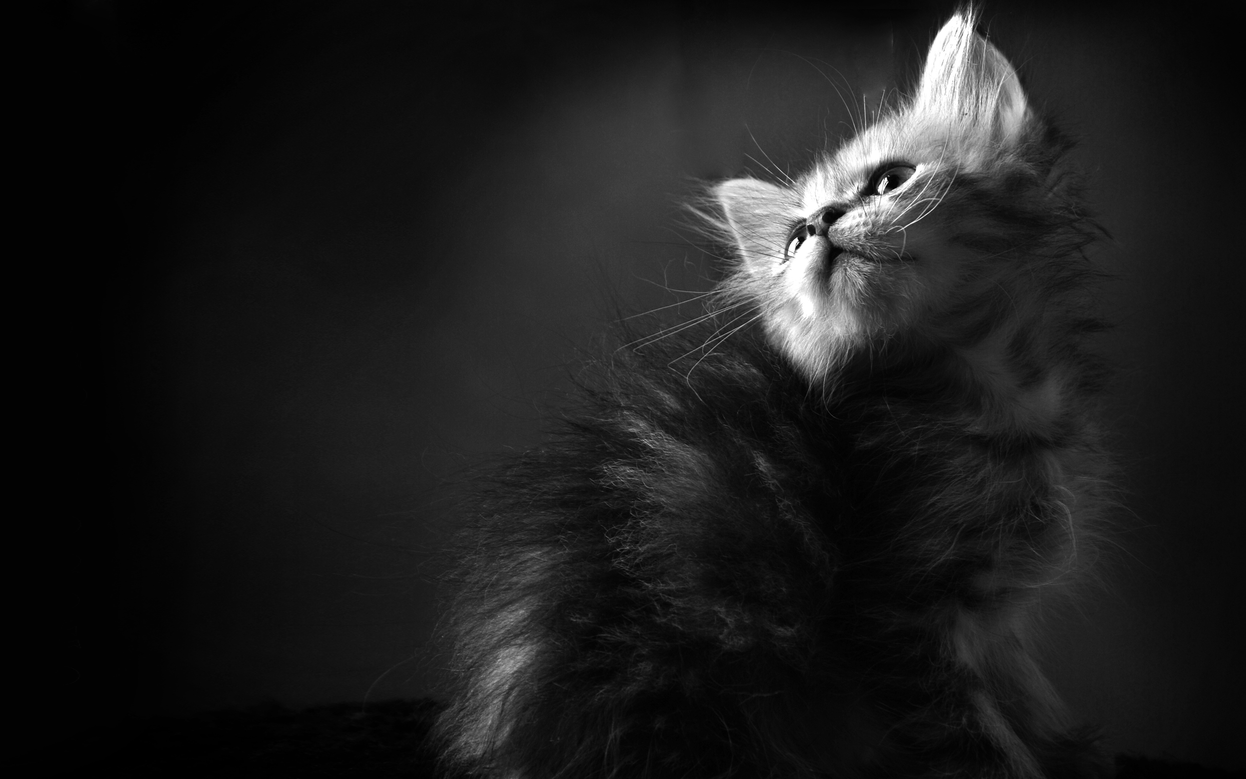 котенок, чёрно, белое