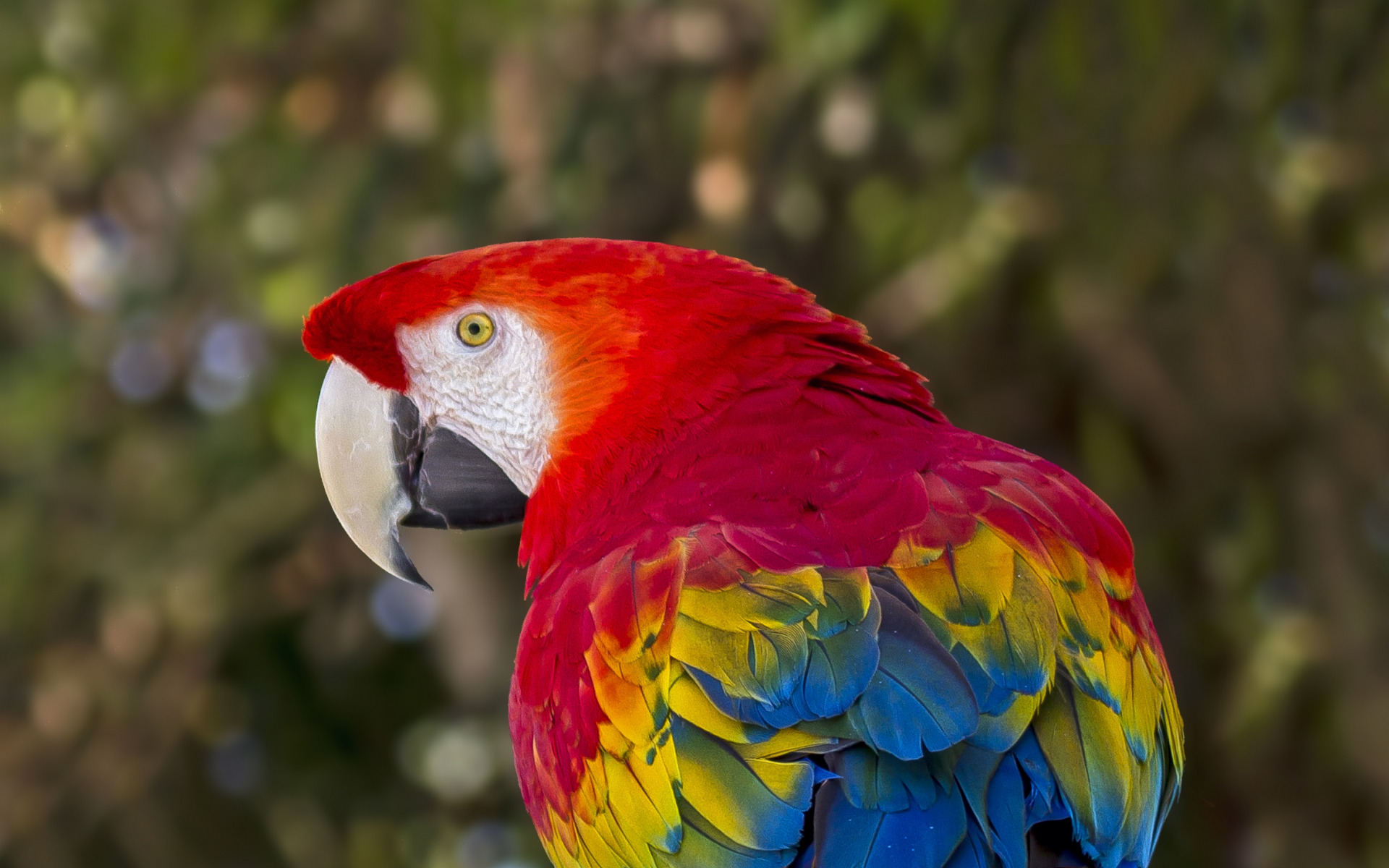 arara, ind genon, twitter