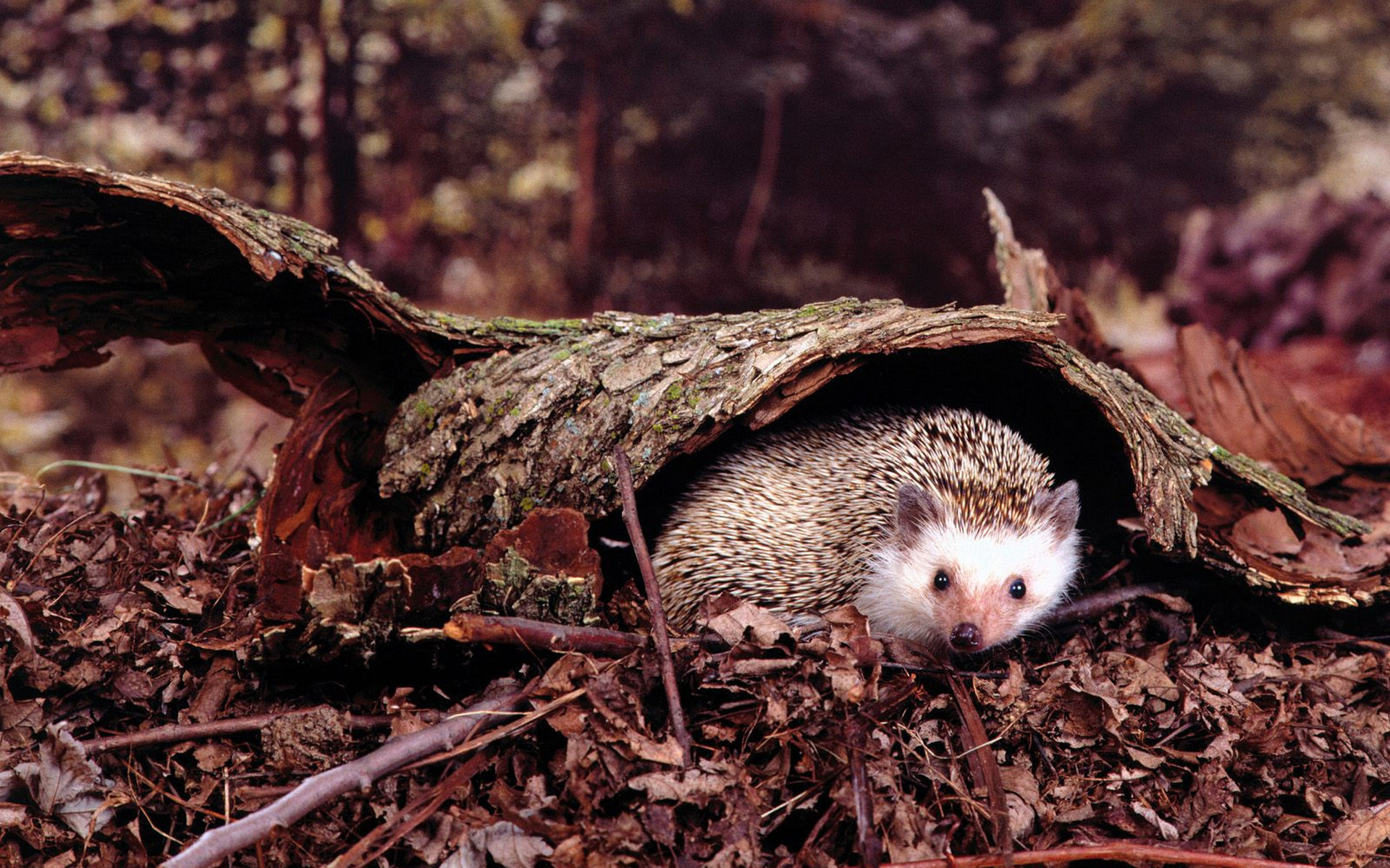 Ежик под деревом. Ежик под деревом. Дикий еж. Ежик на дереве. Животные в осеннем лесу.