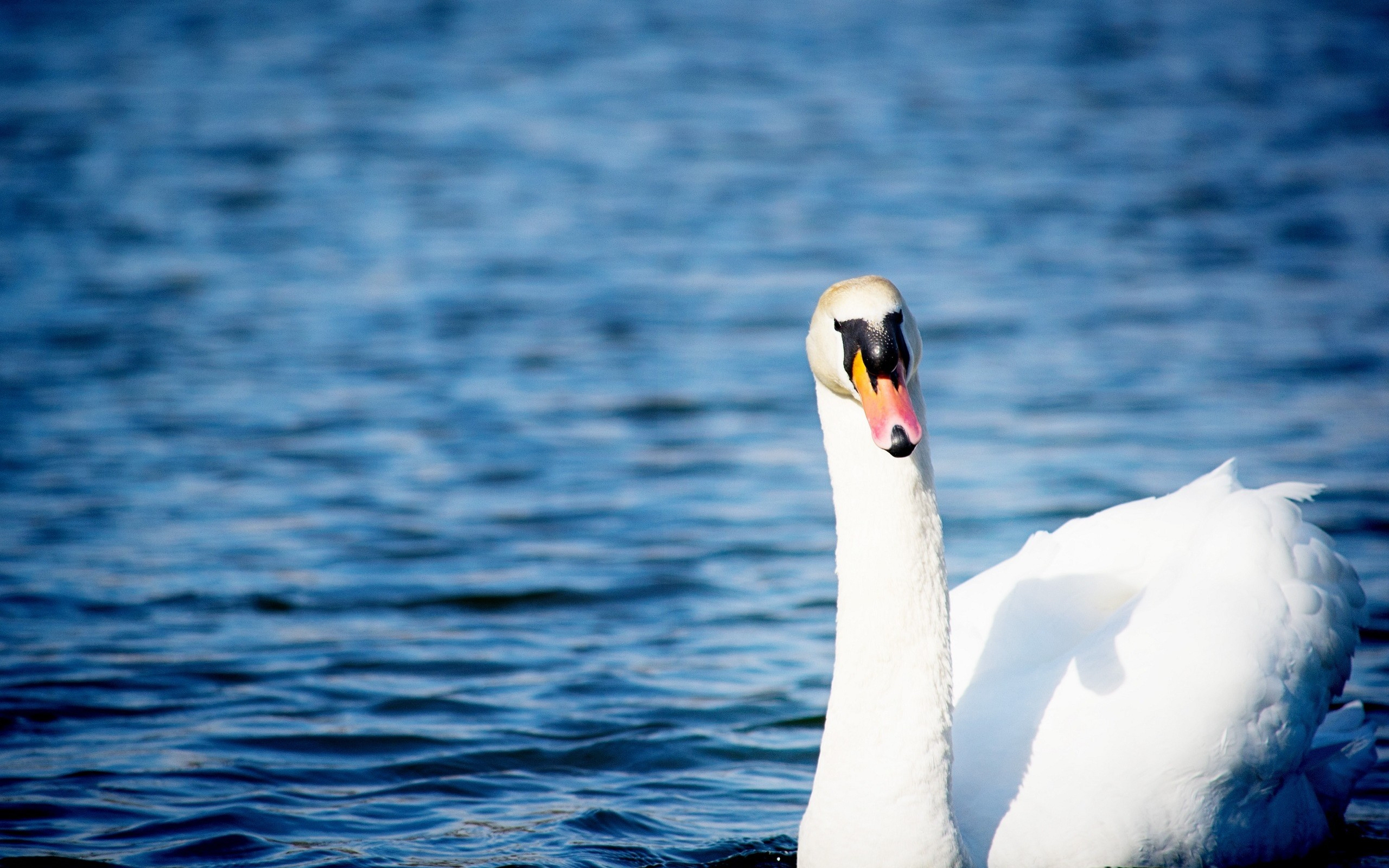 вода, лебедь, грация