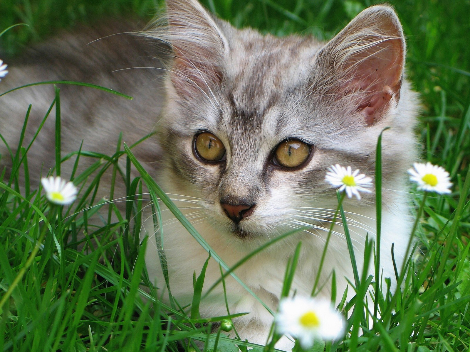 университет, игра, колледж