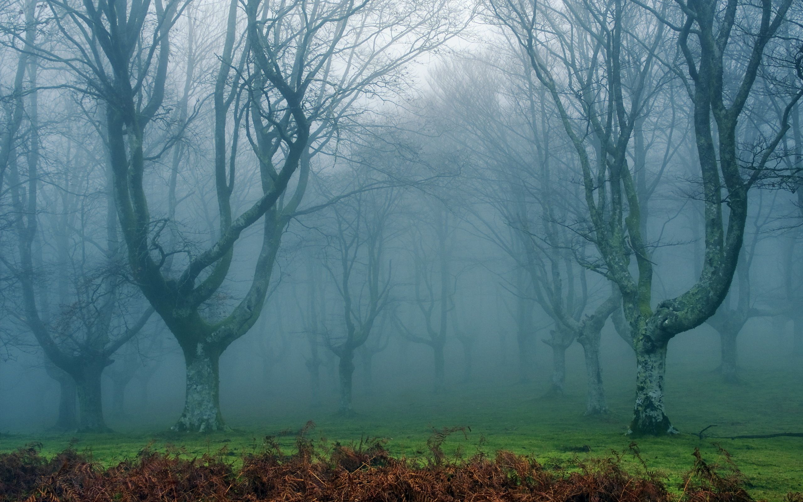 In the fog. Мрачный лес. Обои на рабочий стол туман. Лес в тумане. Мрачный пейзаж.