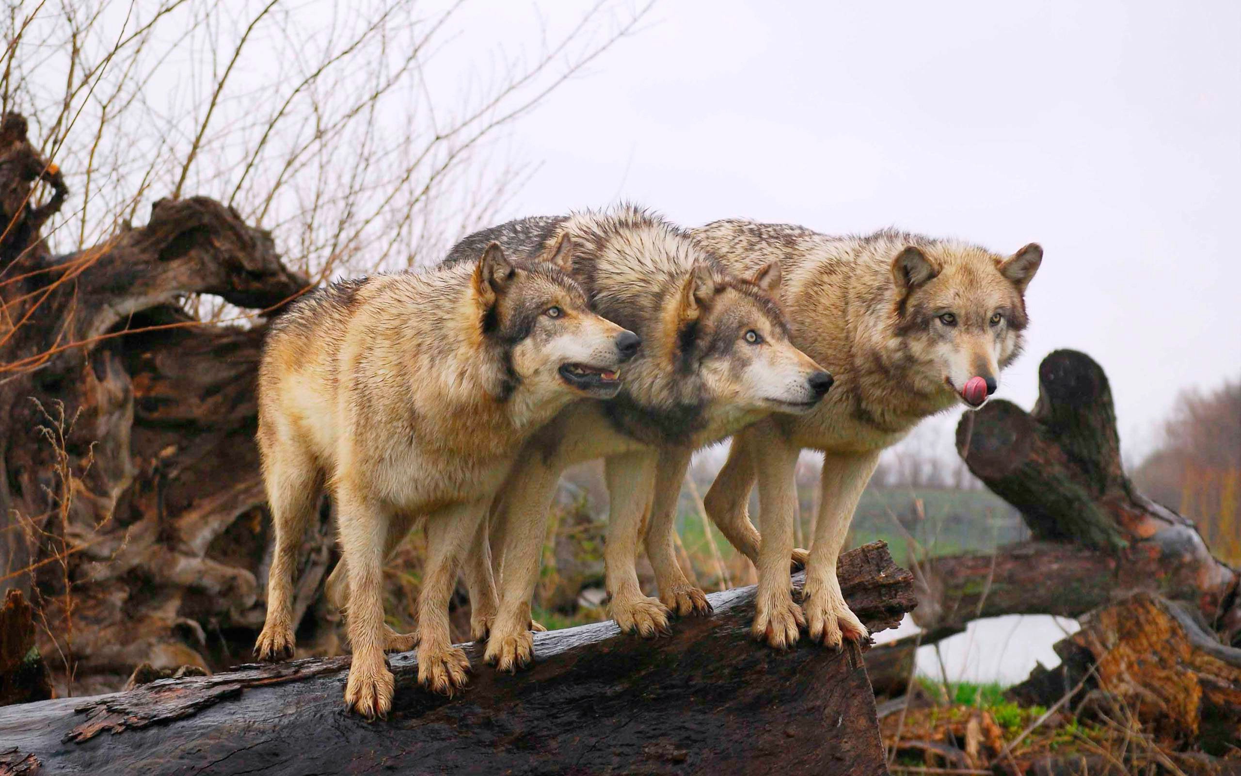 zazzle, wolfsrudel, дизайн