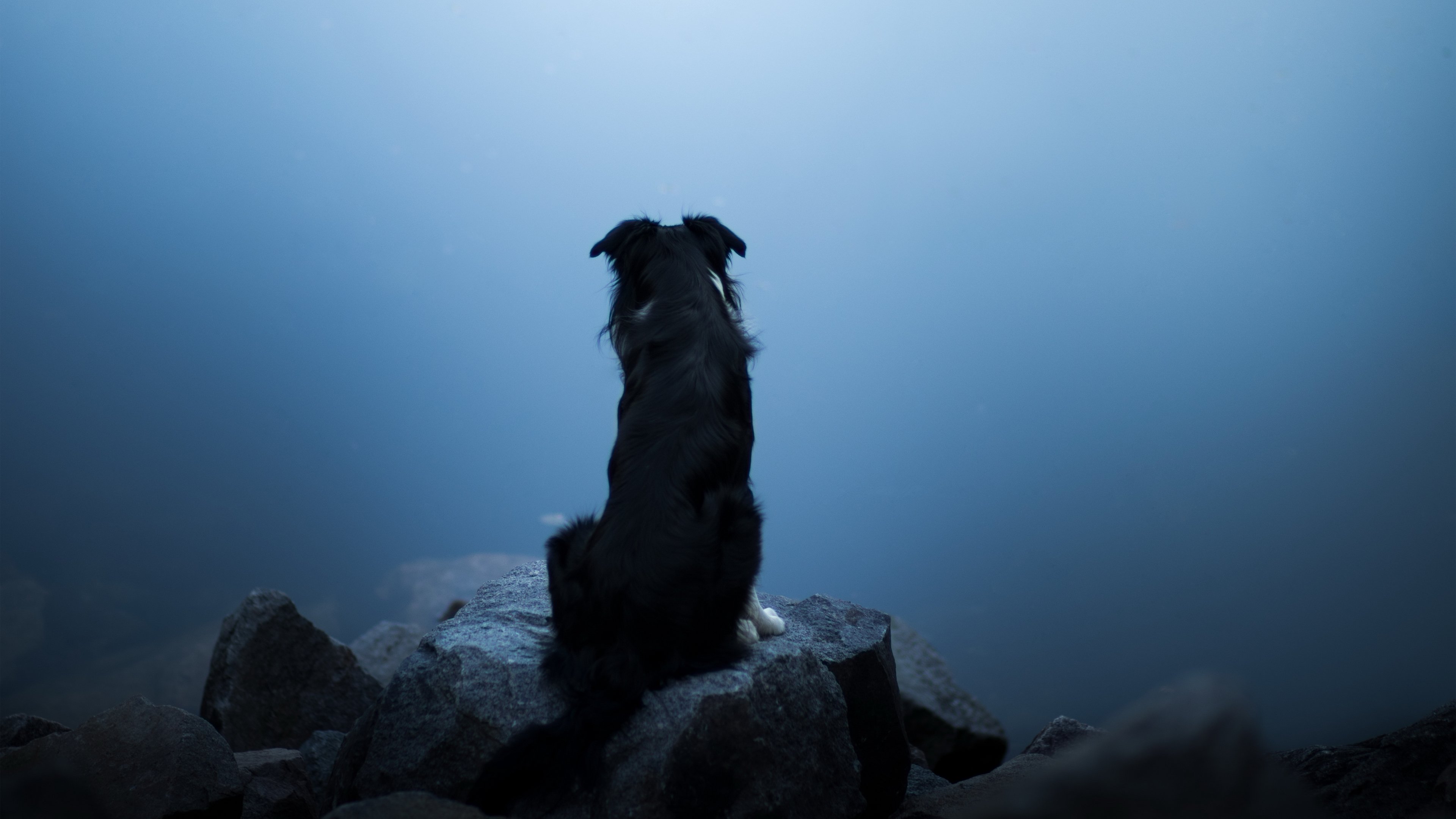 Артур Гюго собаки в тумане