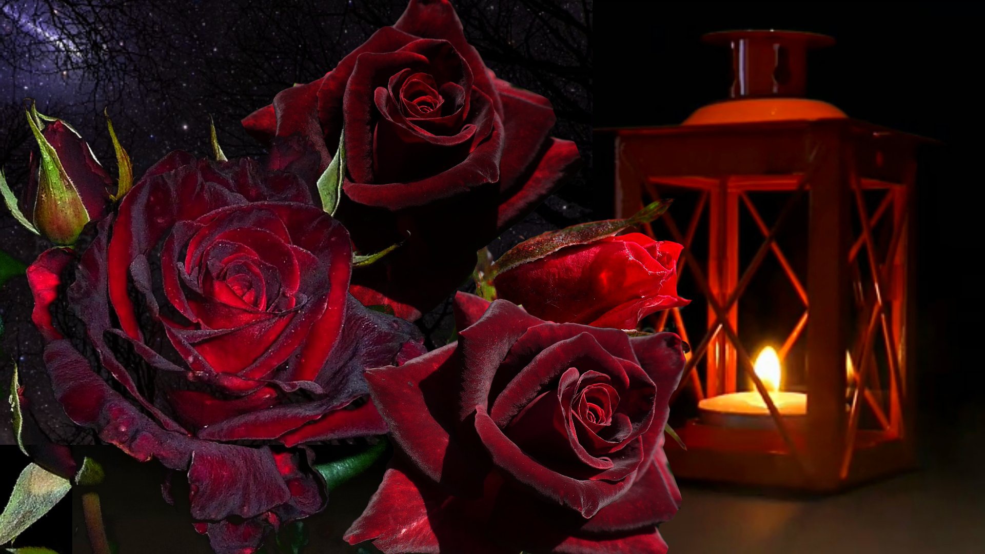 Розы букет вечер. Темно бордовые розы. Цветы вечер. Розы ночью.
