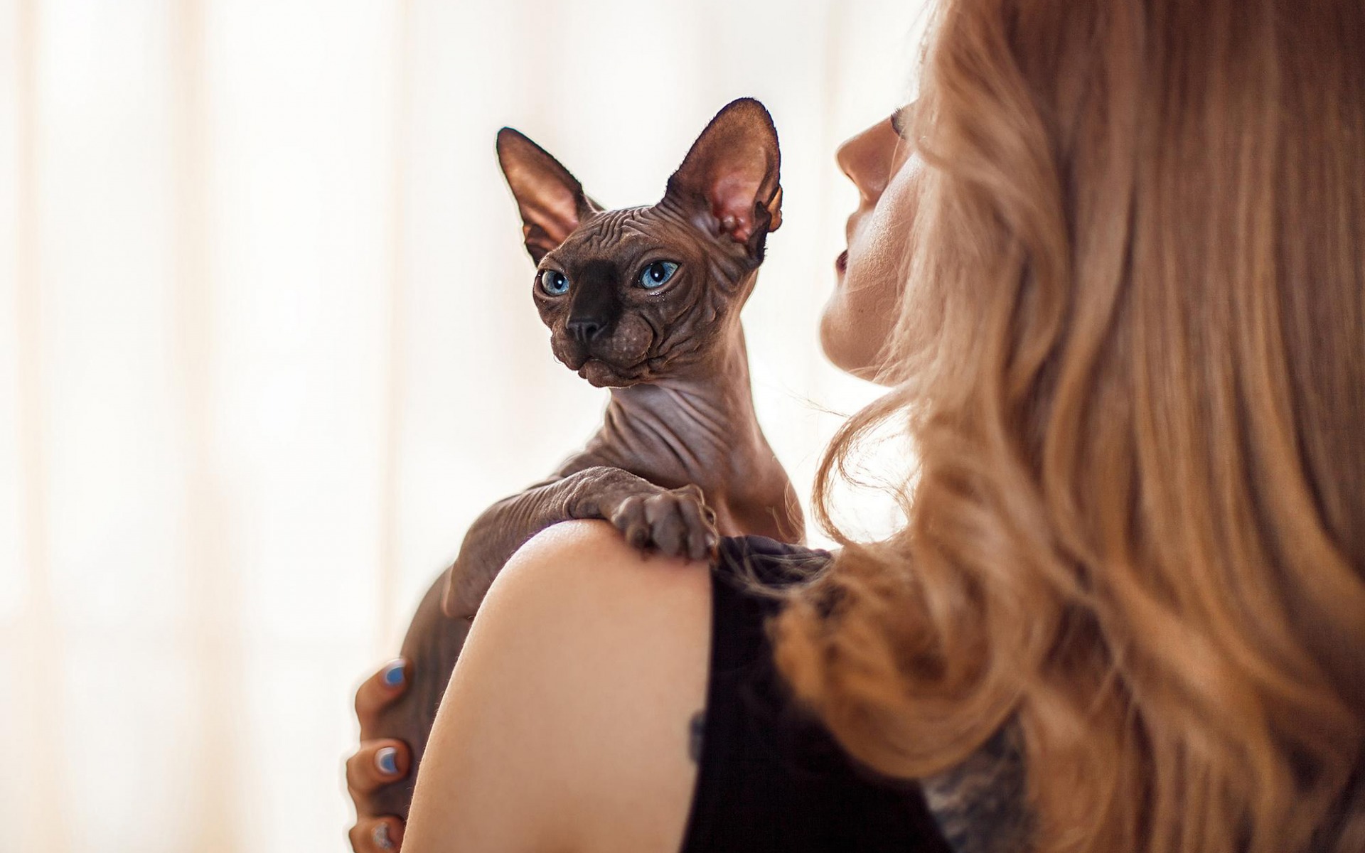 кот, сфинкс, девушка