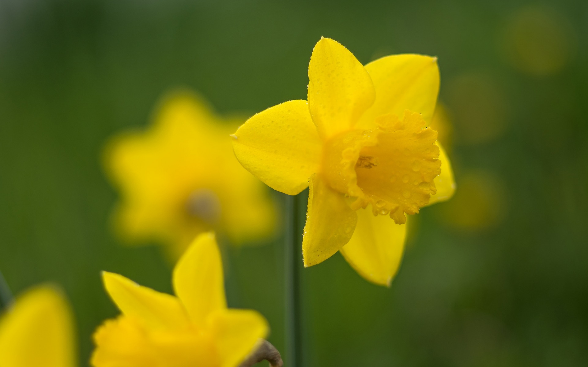 narcissus, планшетный, daffodil