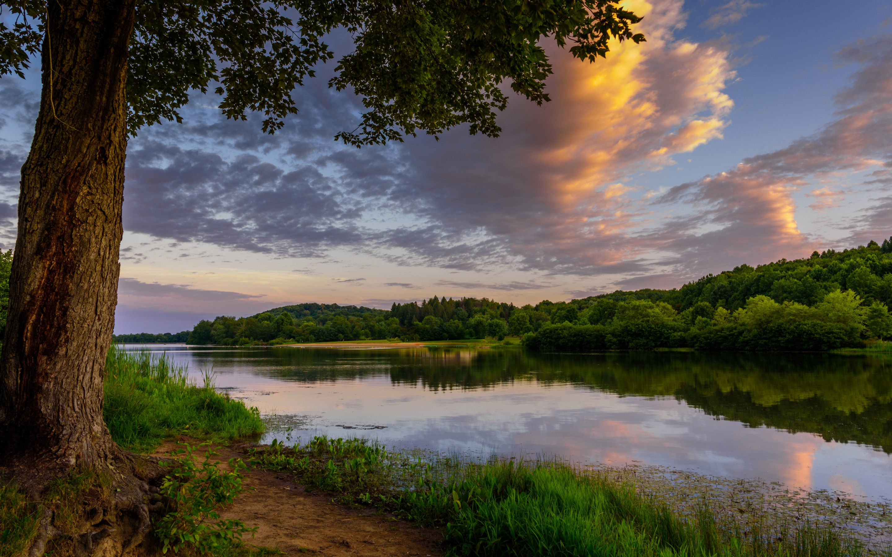 деревья и трава возле реки с закатом на заднем плане