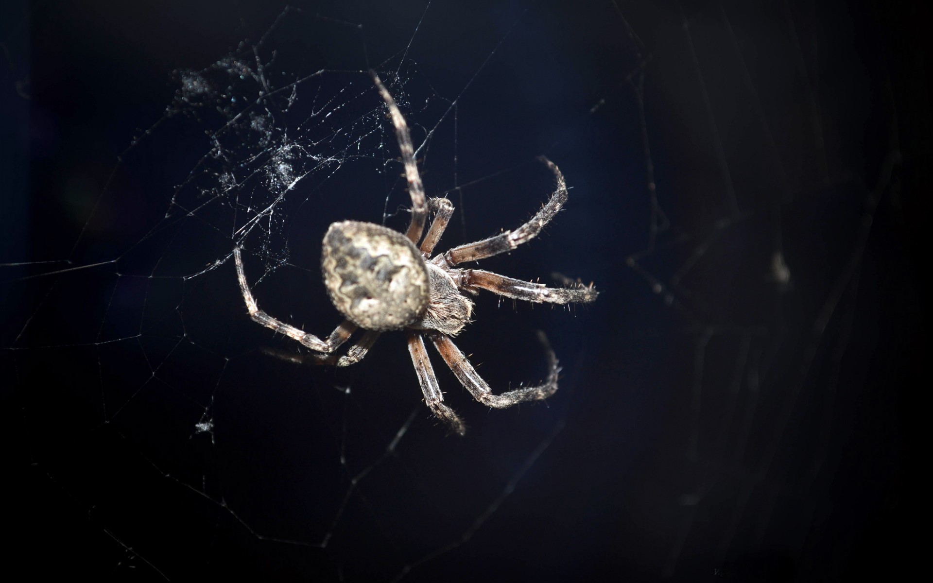 красивые, паукэ