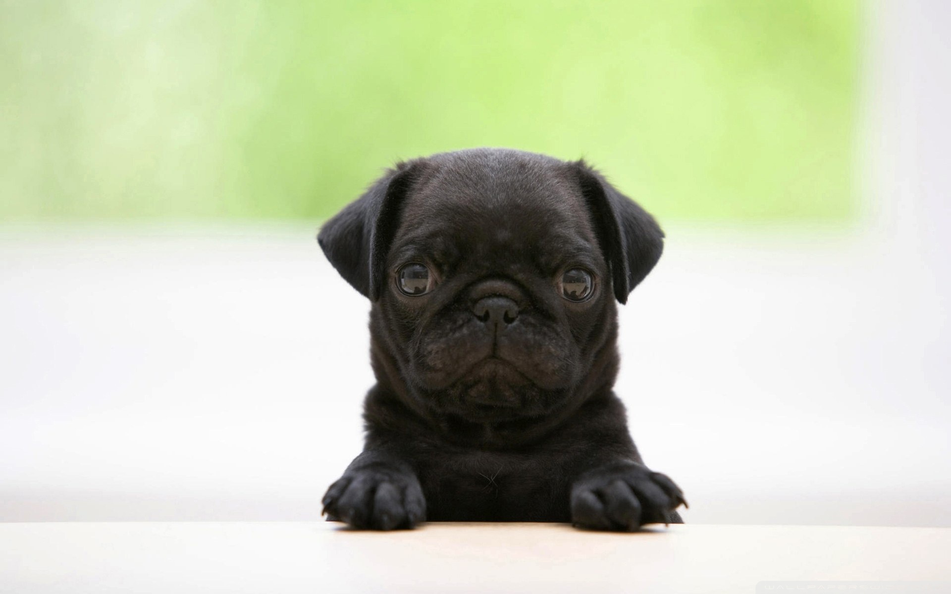 perritos, tiernas, fotos