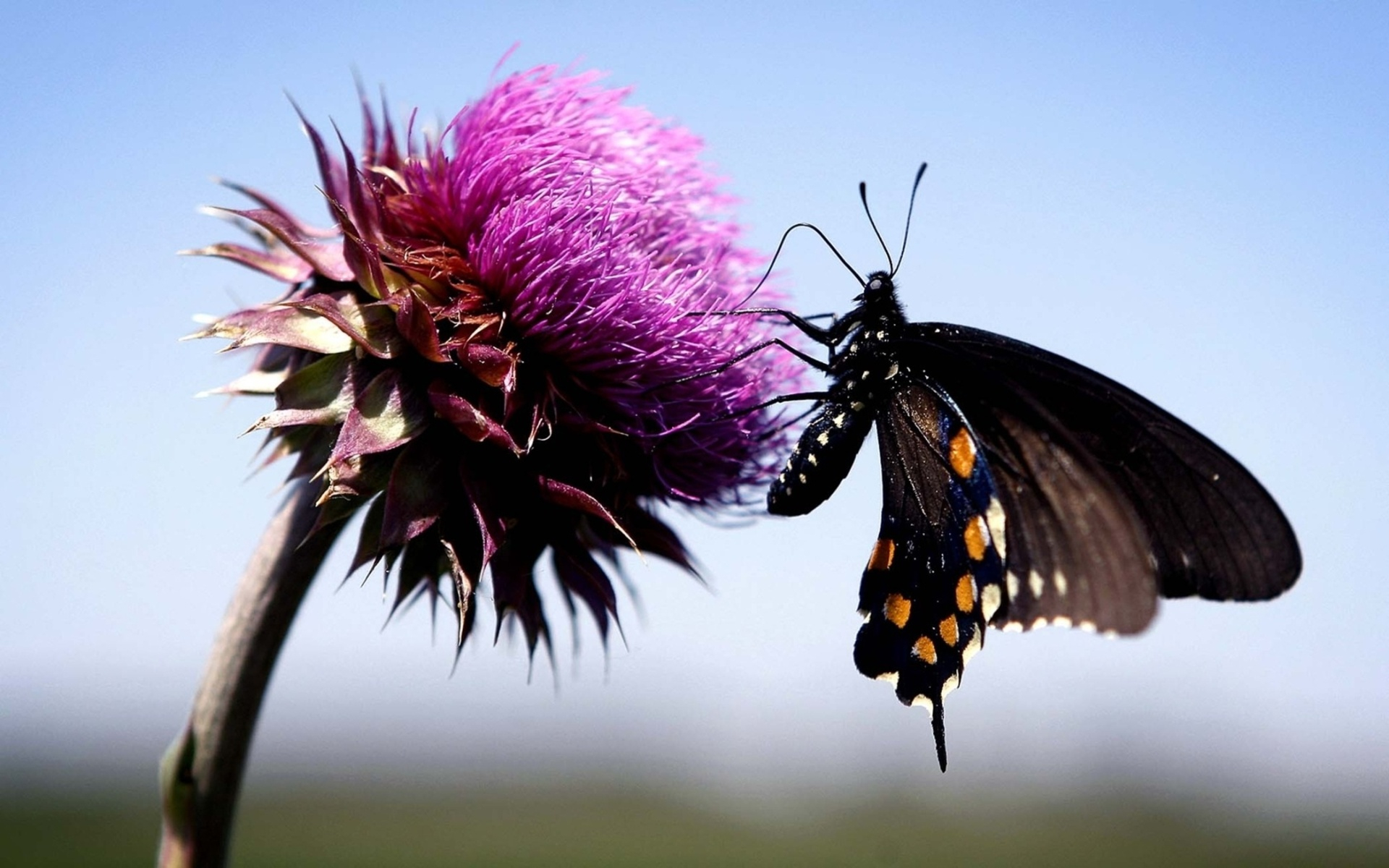 schmetterling, alta, lila