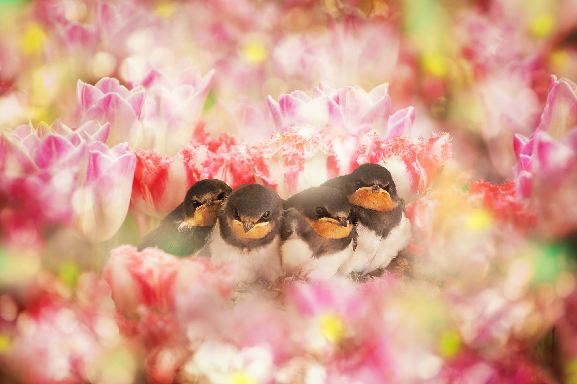 грязные, липовые