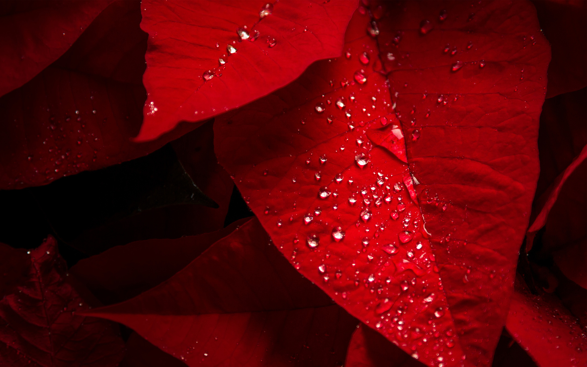 photography, photos, stock