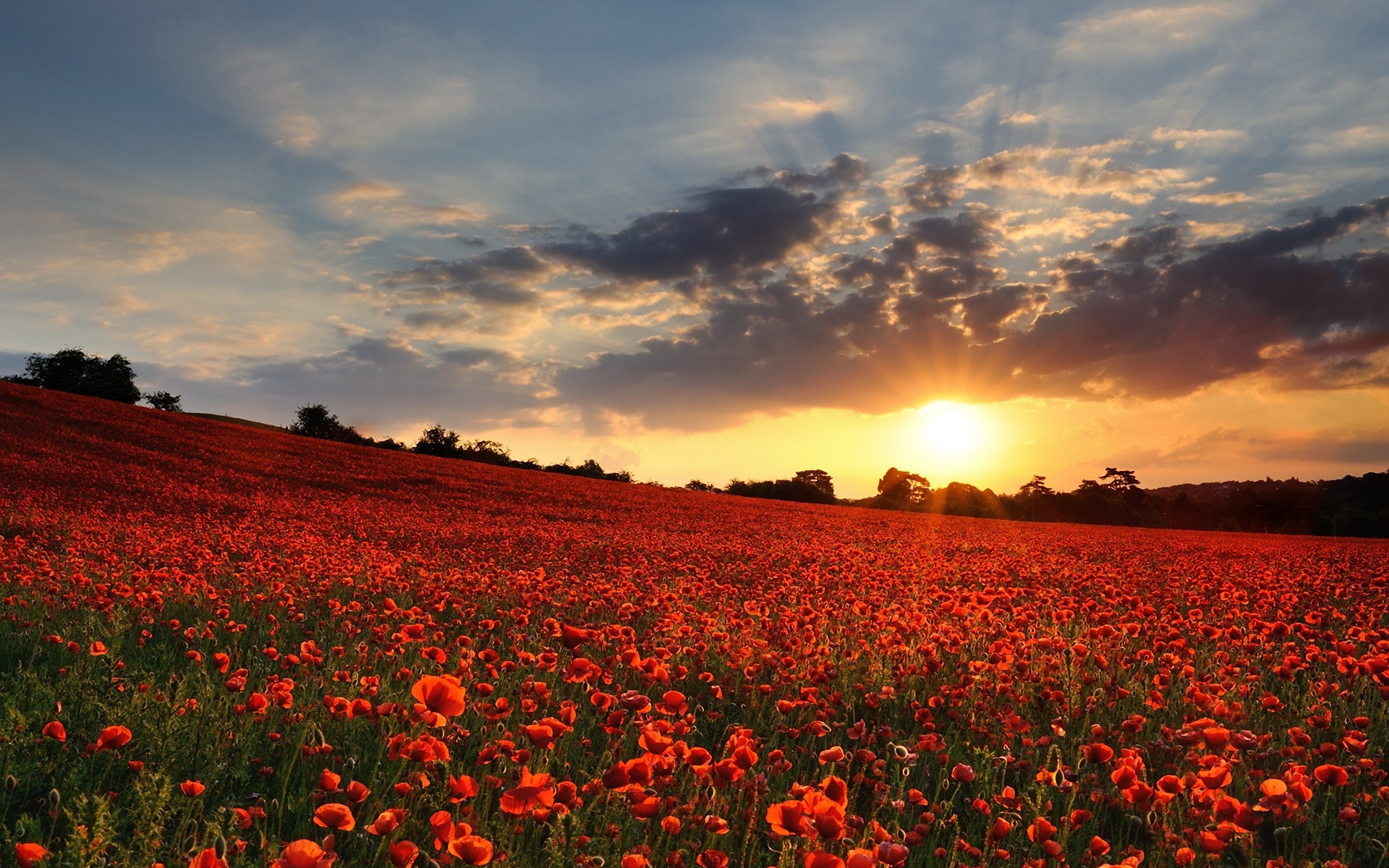 главная, интернет