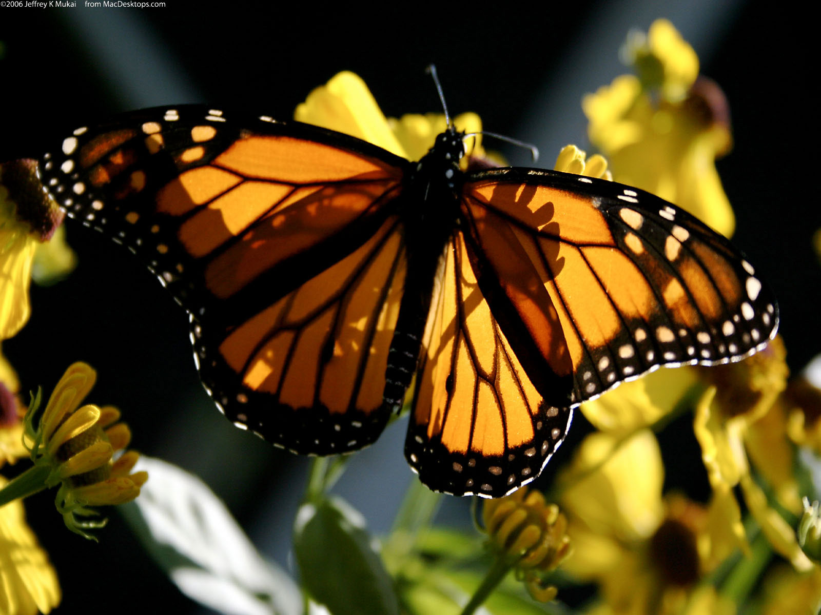 природа насекомое бабочка монарх без смс
