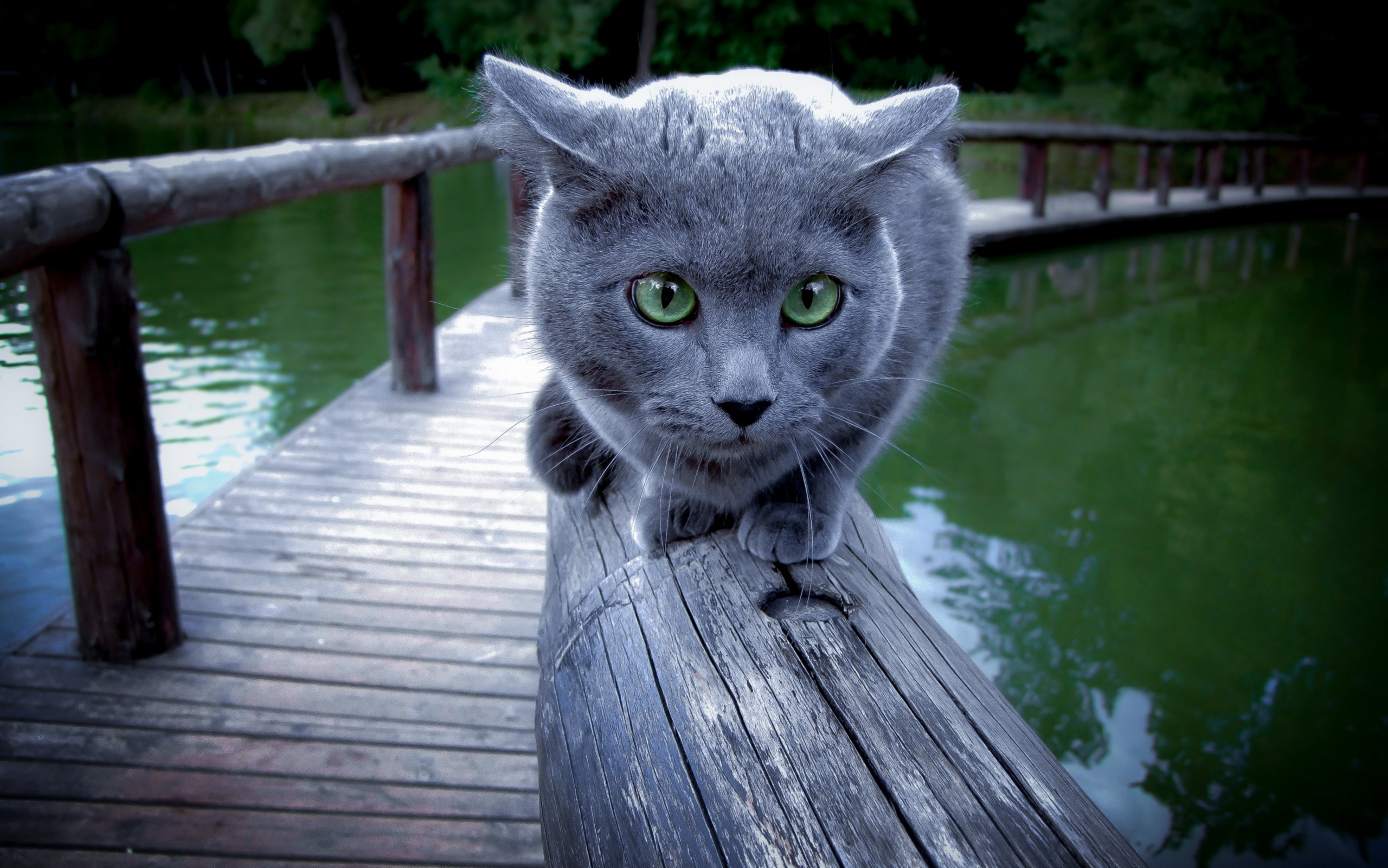 кот, перила, река