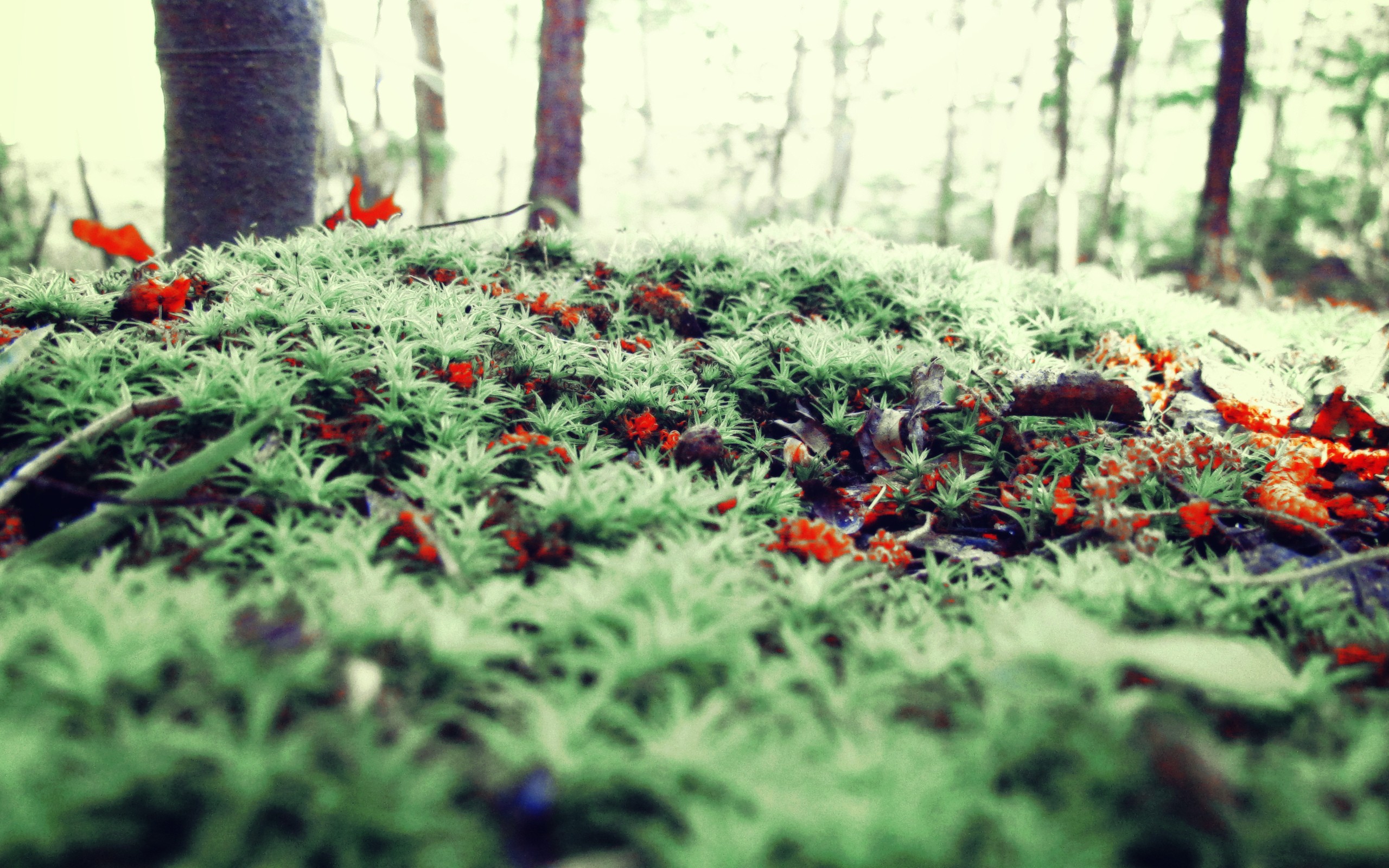 есть зеленый мх покрытый землей с красными ягодами на нем