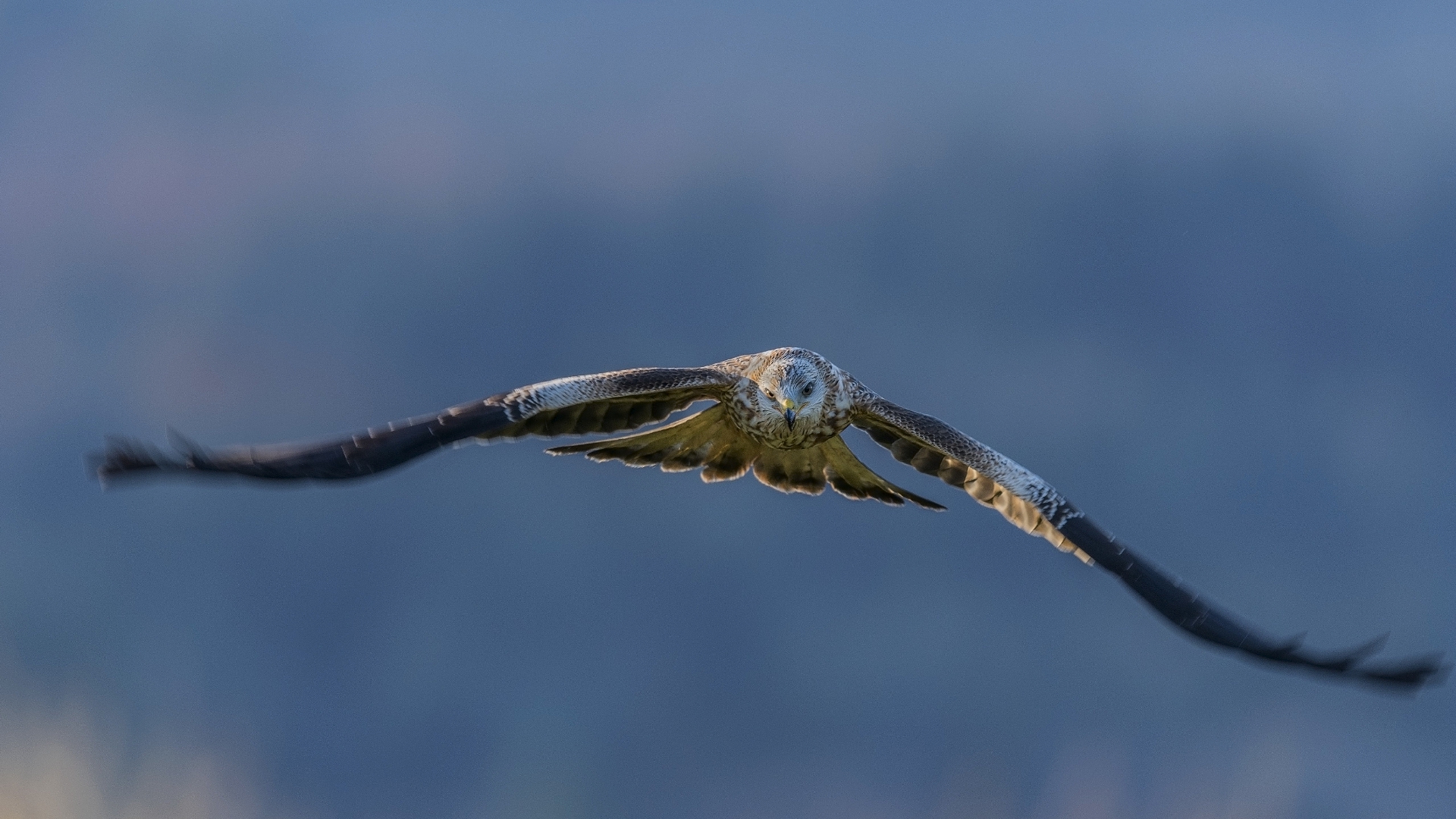 орлан, кайт, мак