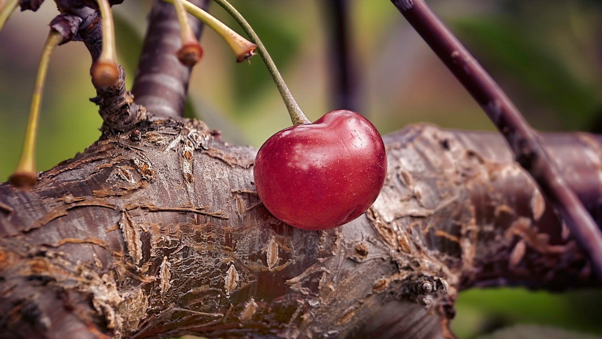 cherry