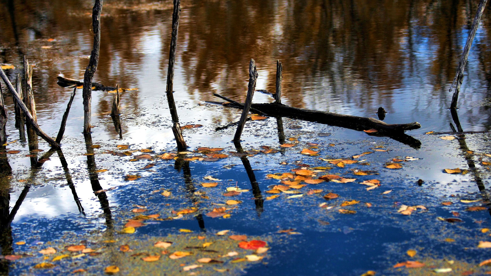 осень болото золотистая загрузить