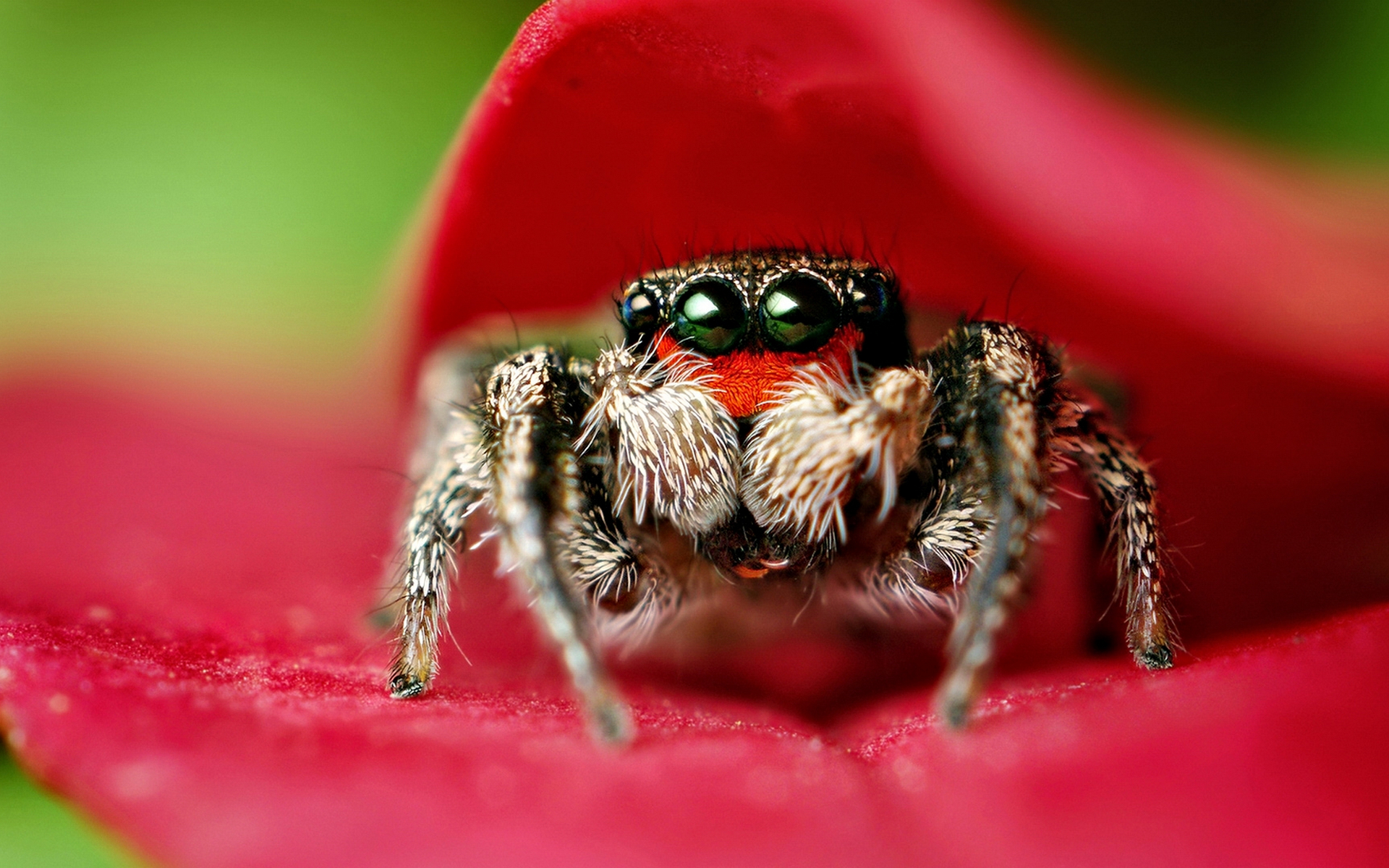 паук, макро