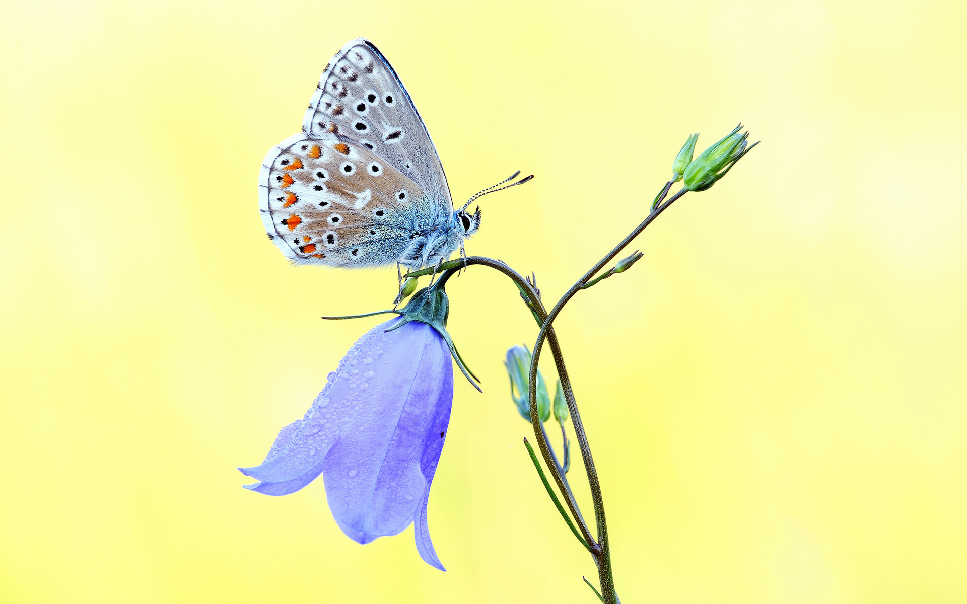 blue, макро, yellow