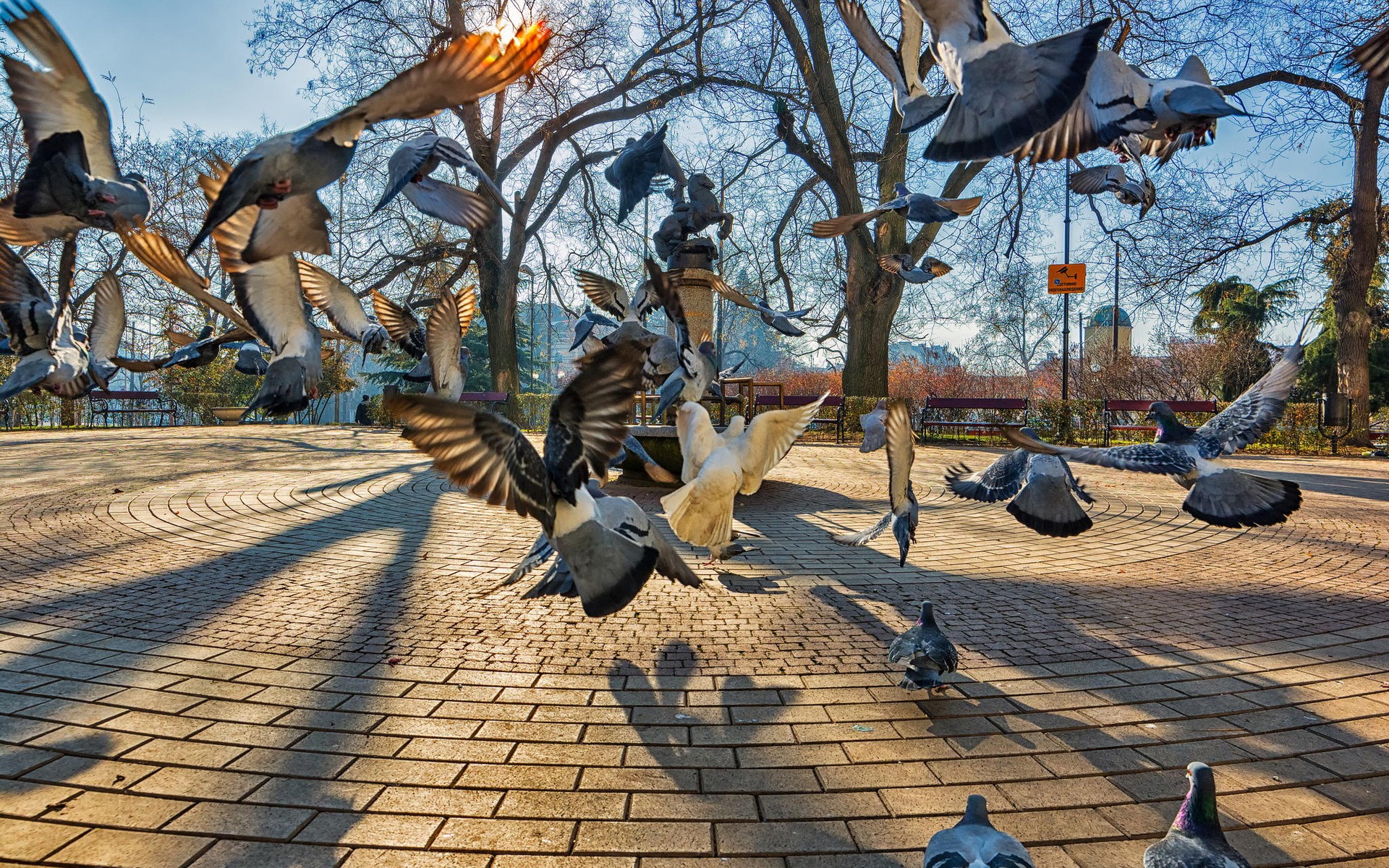 фото, голубь, парк